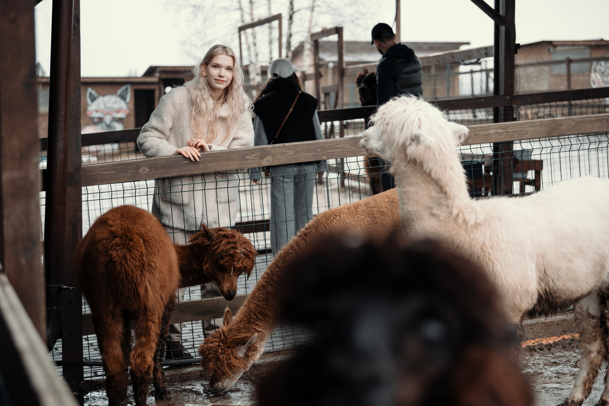 Альпаки. Свадебный и семейный фотограф в Москве Елена Новикова