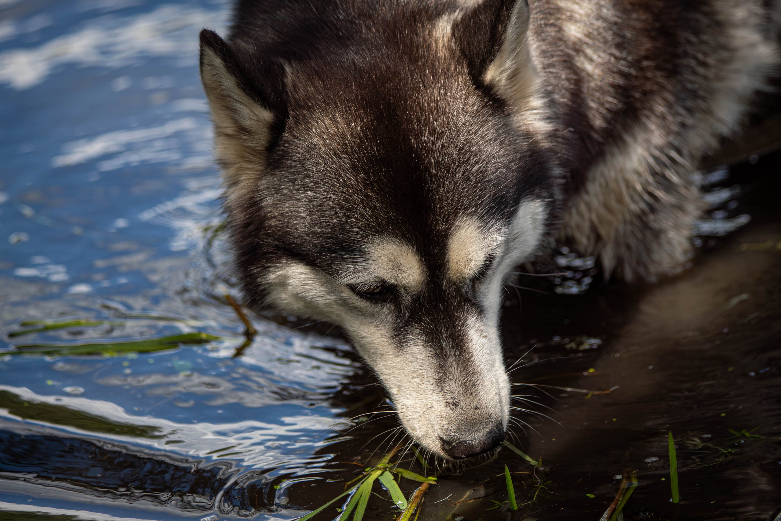 Хвостатый Драйв 2024. Фотограф анималист — Тула, Москва