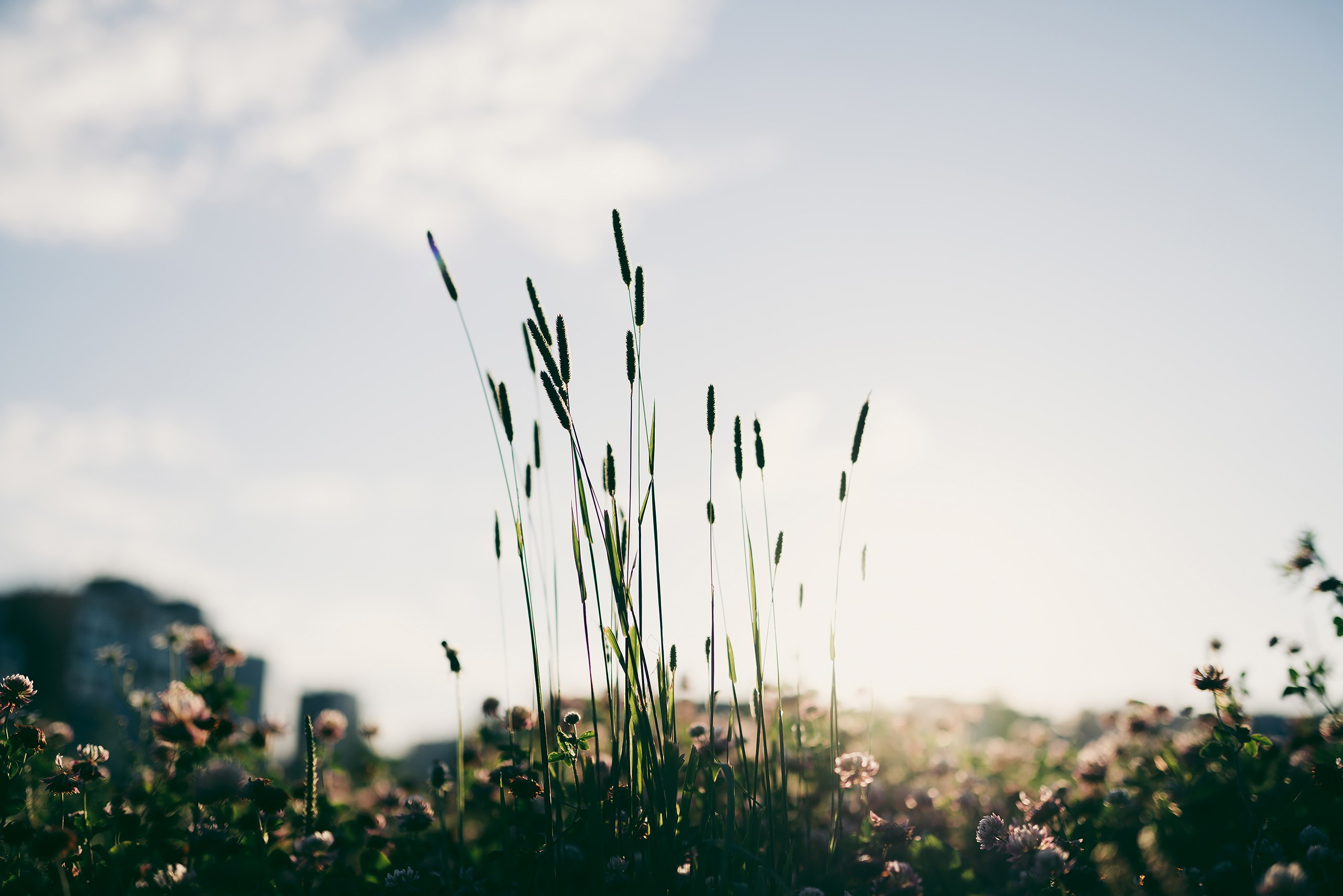 Прогулка на закате. Фотограф Владимир Орлов