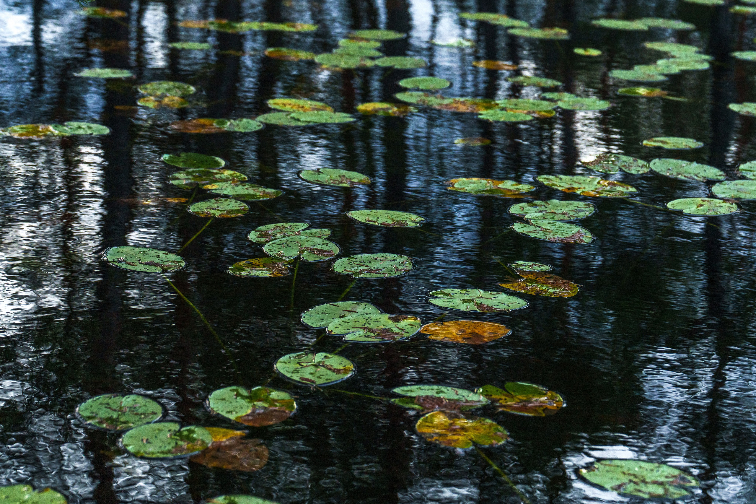 Осенняя Карелия