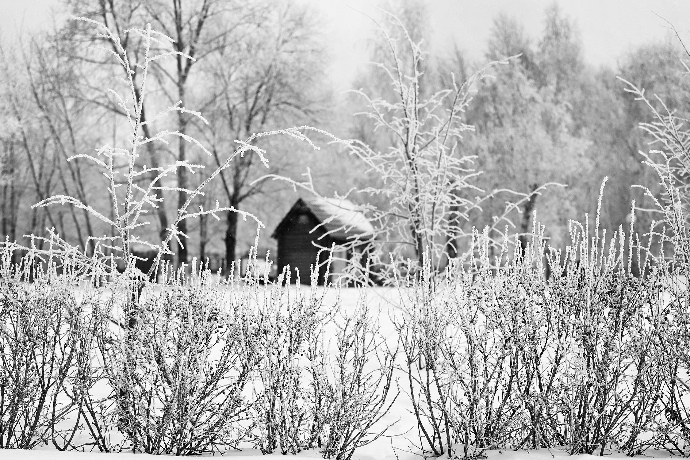 Улицы. Фотографии Марины Бурнашовой
