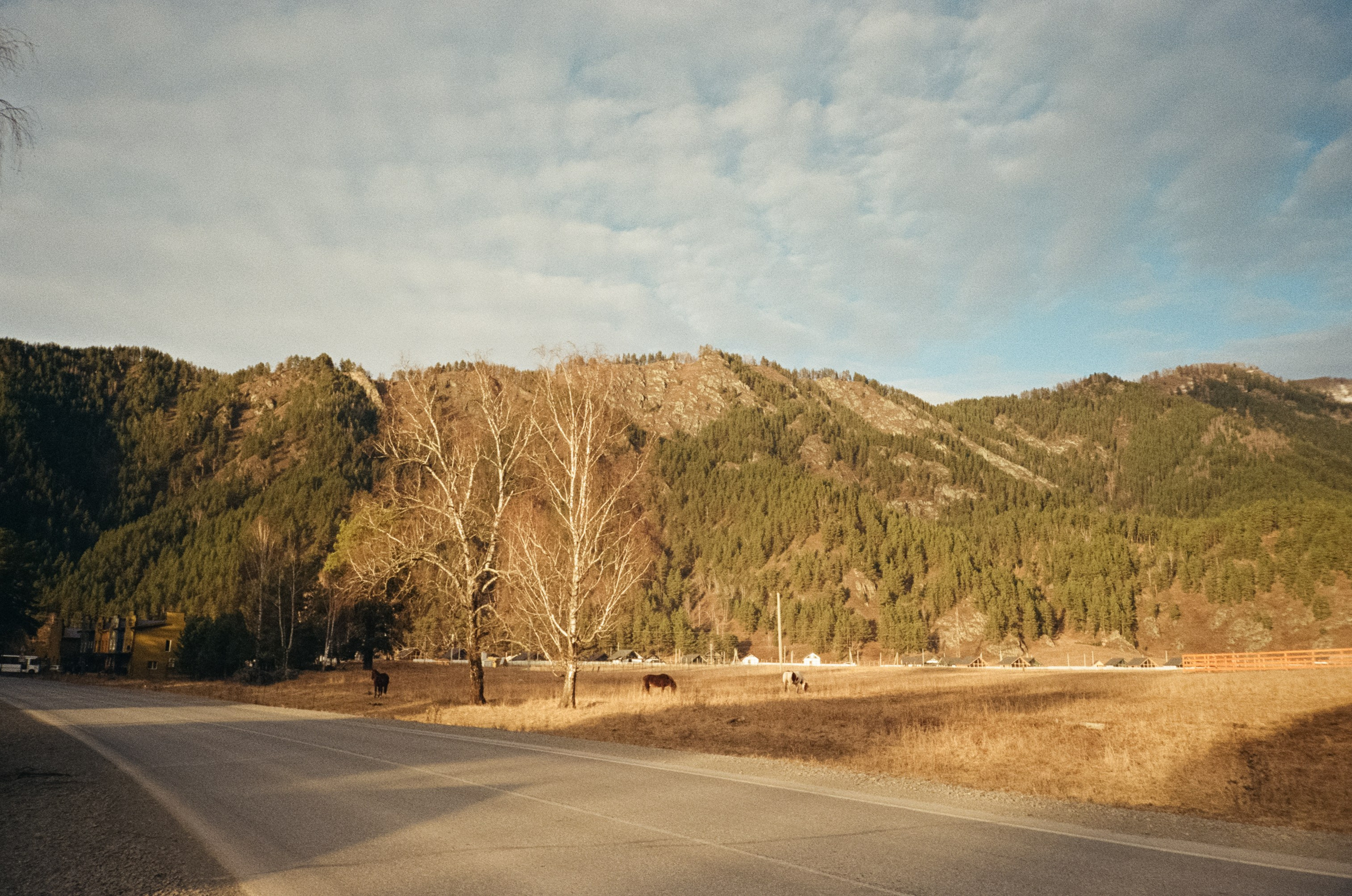 От Кызыл-Таша до Чемала. Техас, горы, поля и коровы. Фотограф-документалист Мария Осокина