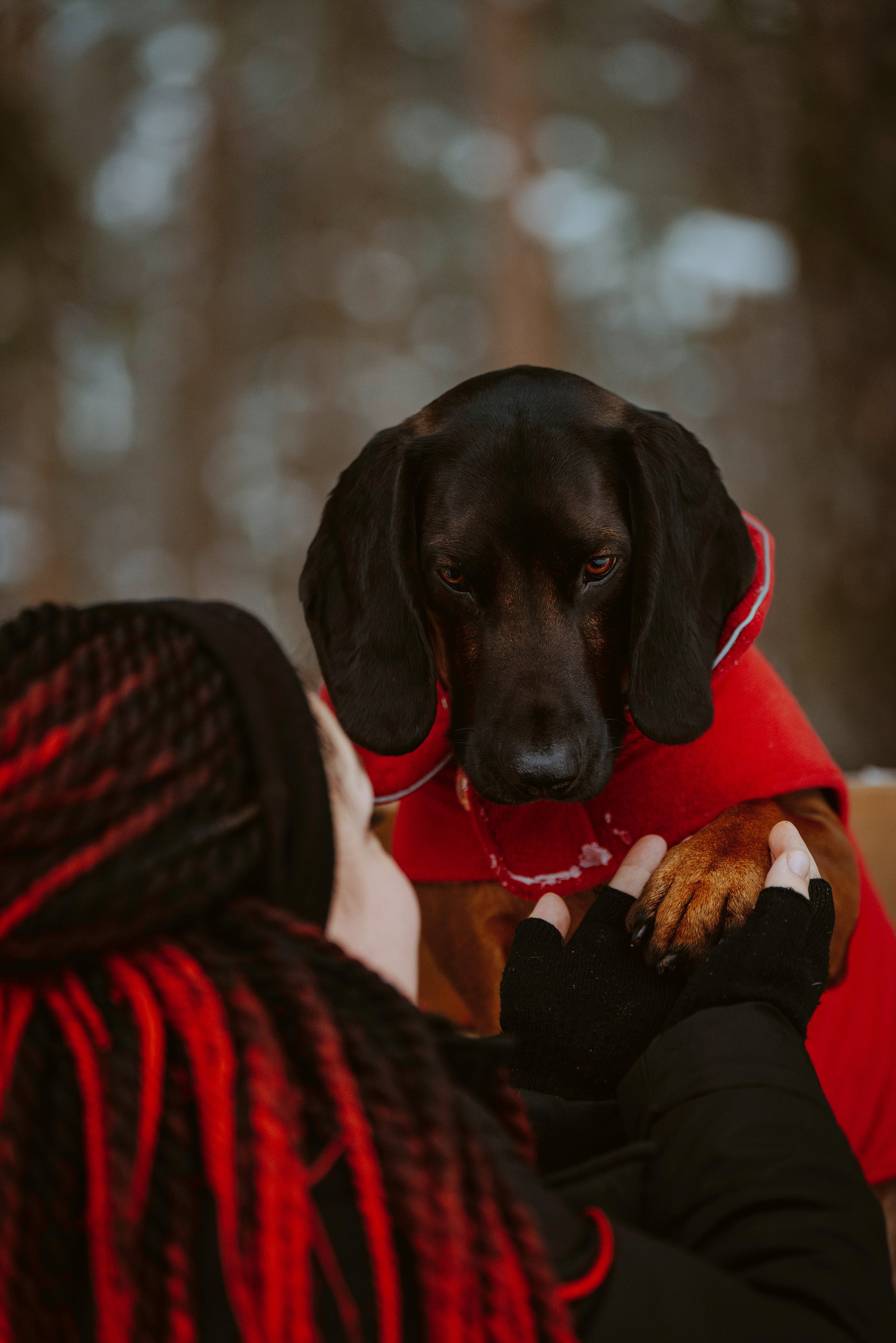 Ольга, Рора и Румпель. Фотограф анималист в Спб недорого Олеся Майорова
