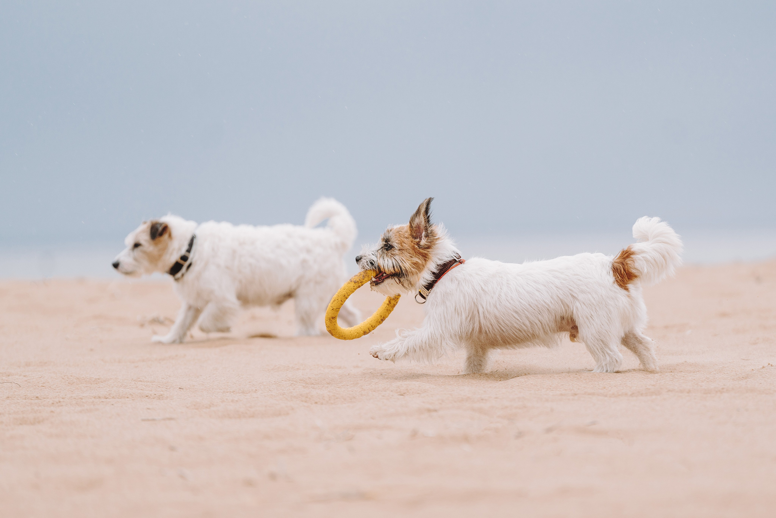 Оля, Ларс и Лукас. Фотограф анималист в Спб недорого Олеся Майорова