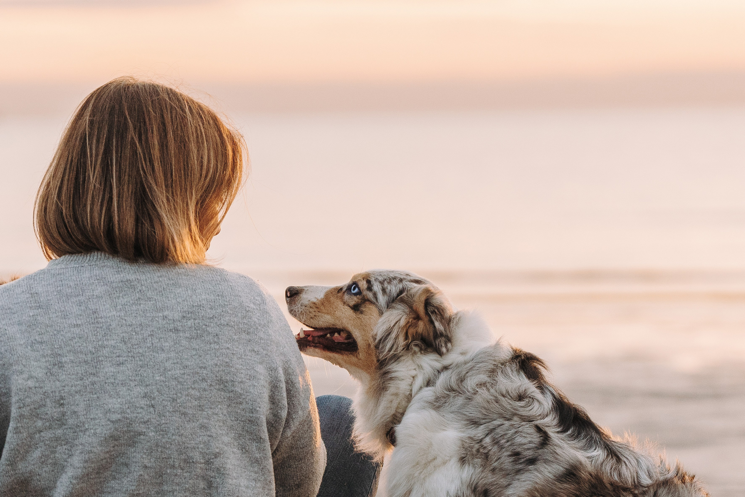 Фотограф анималист в Спб. Фотограф анималист в Спб недорого Олеся Майорова