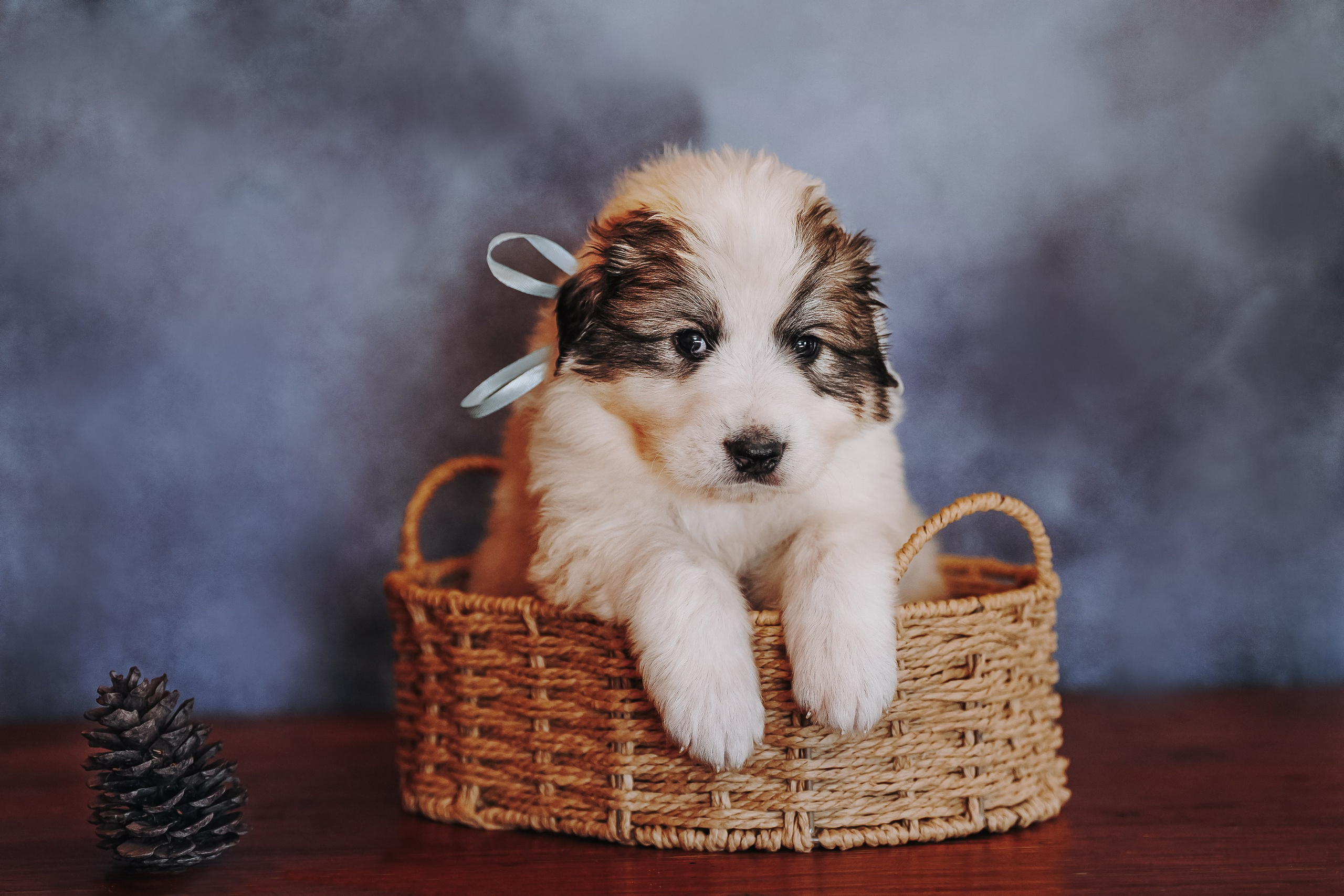 Пиренейские горные. Фотограф анималист в Спб недорого Олеся Майорова