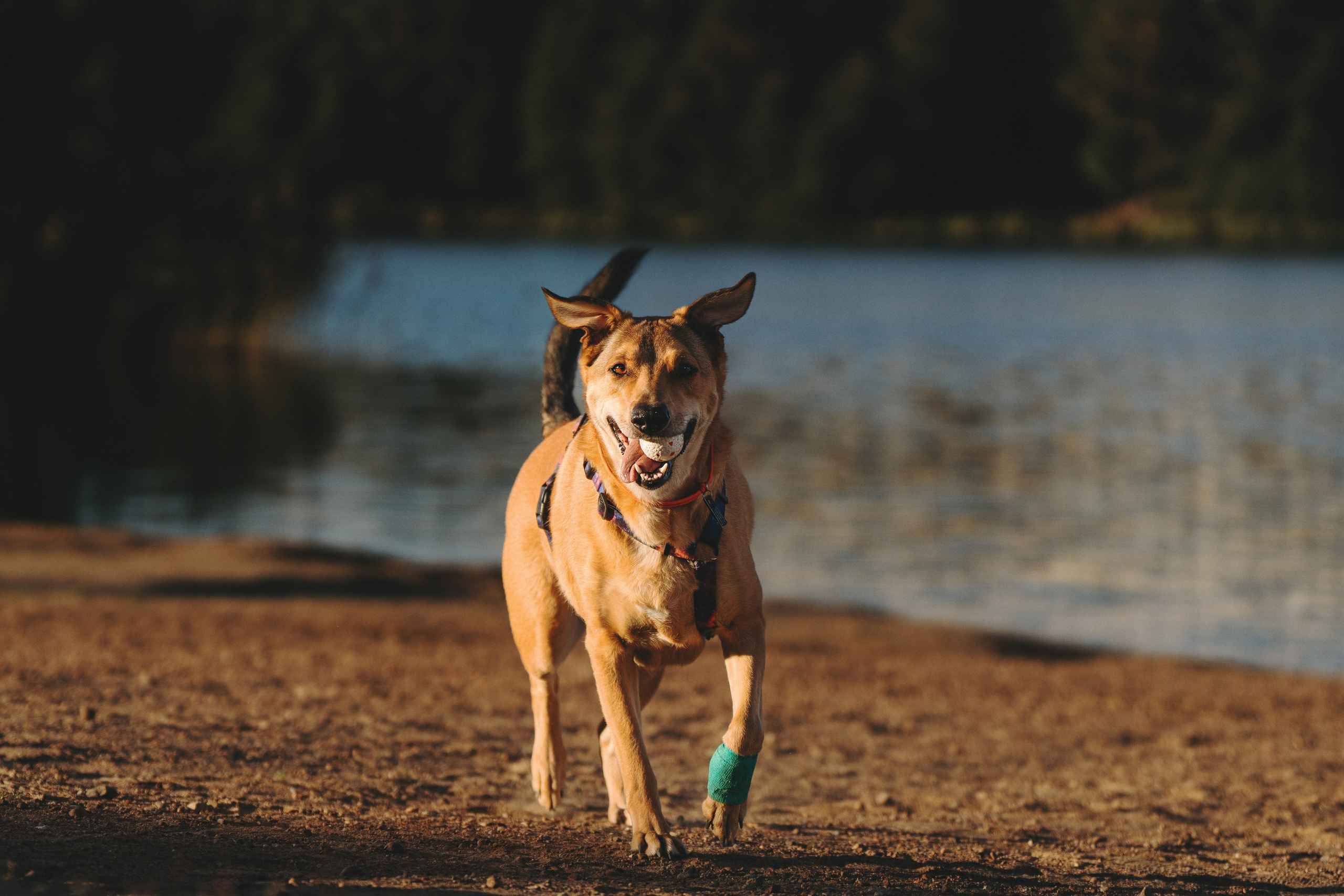 Семейная фотосессия с двумя собаками на закате. Фотограф анималист в Спб недорого Олеся Майорова
