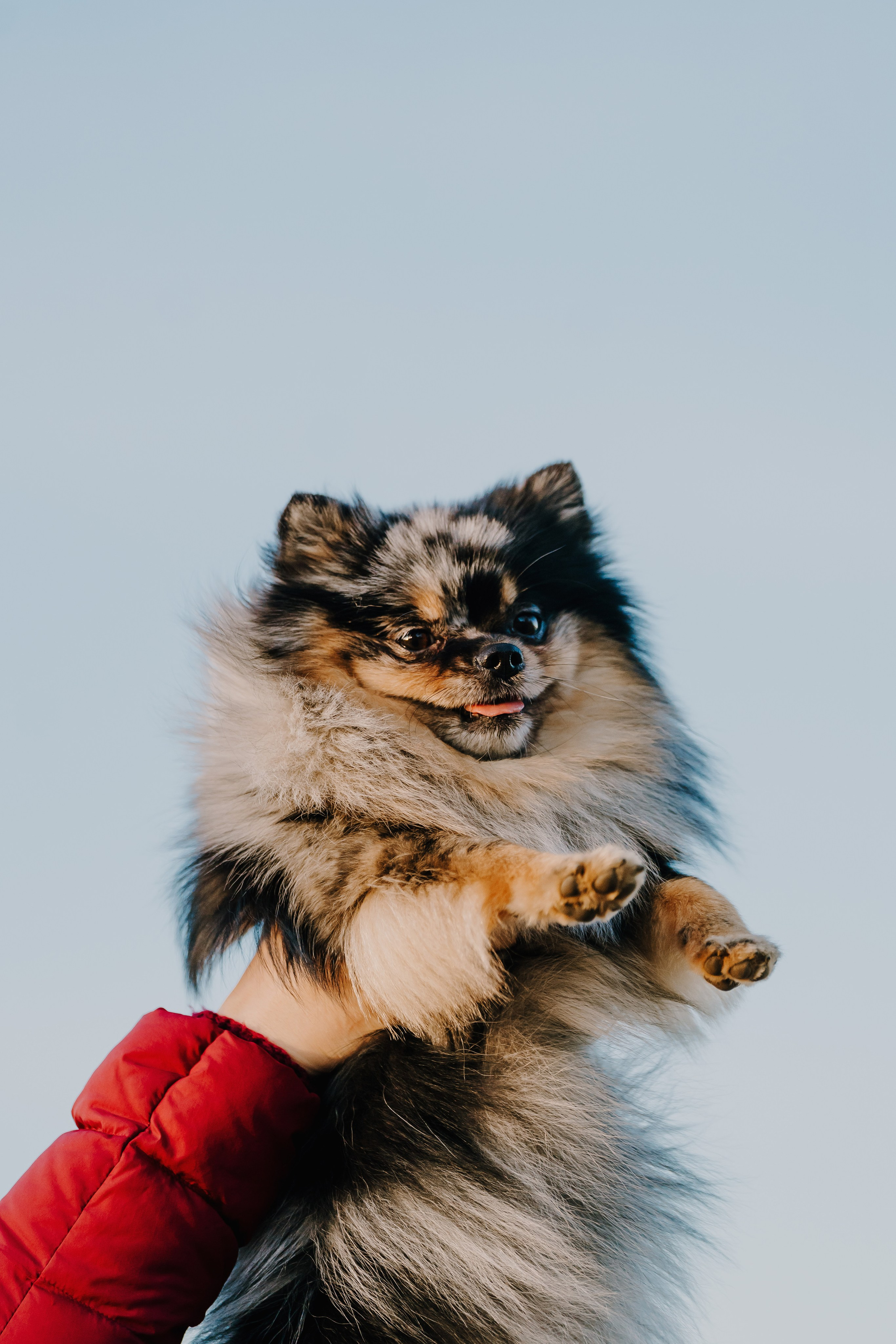 Семейная фотосессия с двумя собаками на закате. Фотограф анималист в Спб недорого Олеся Майорова