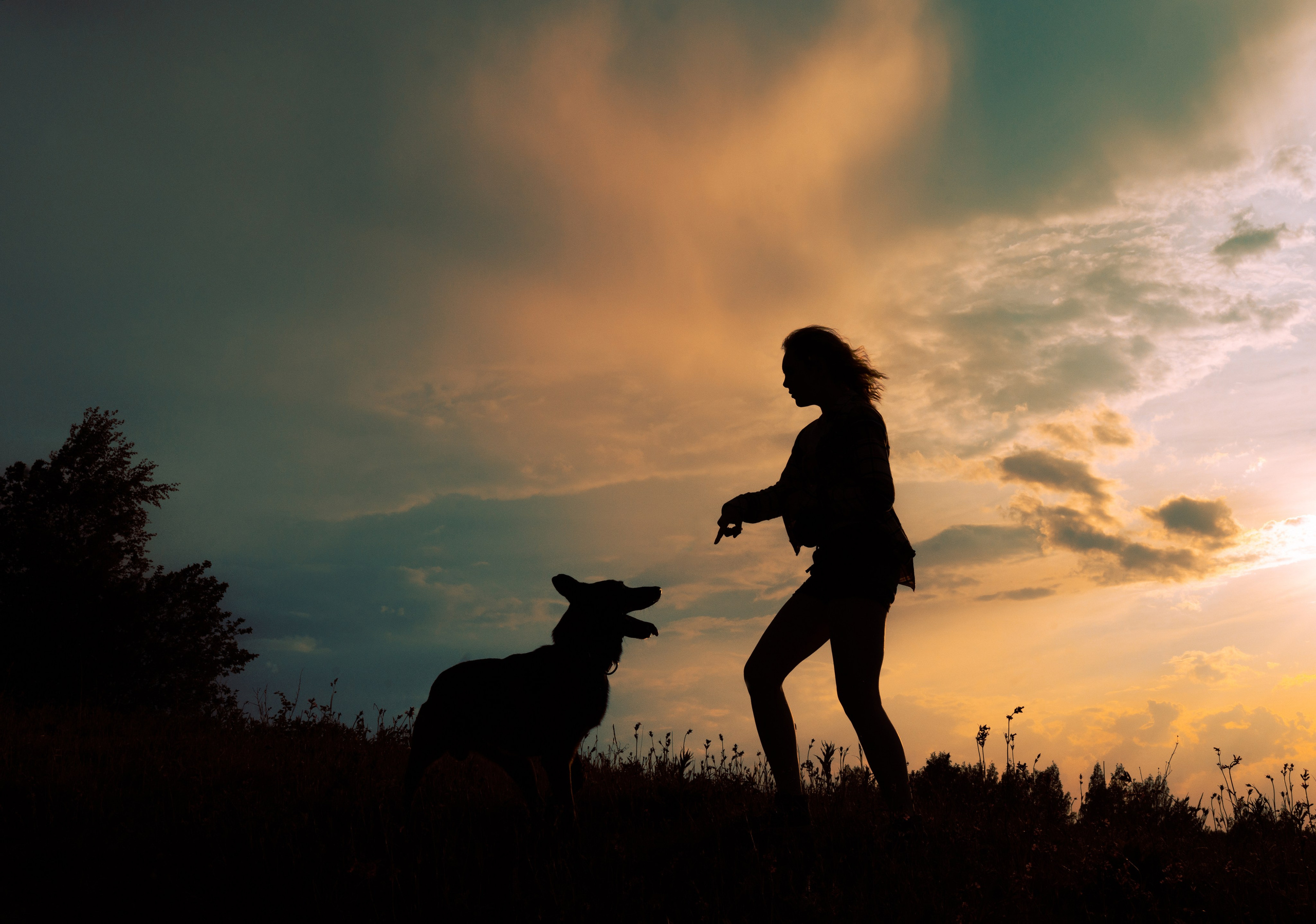 Фотоссесия с двумя собакми Спб. Фотограф анималист в Спб недорого Олеся Майорова