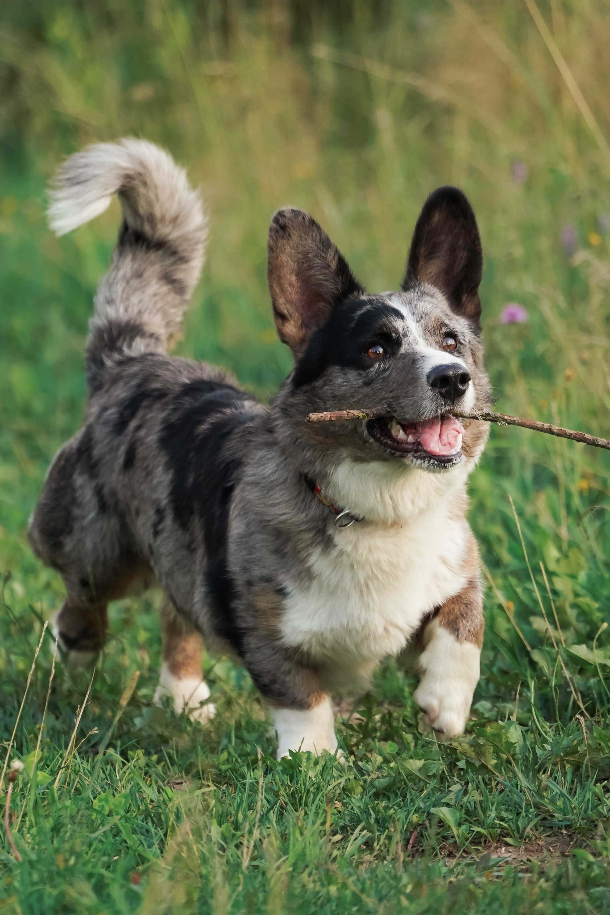 Прогулки. Фотограф-анималист, портретный фотограф в Чебоксарах Мария Садыкова
