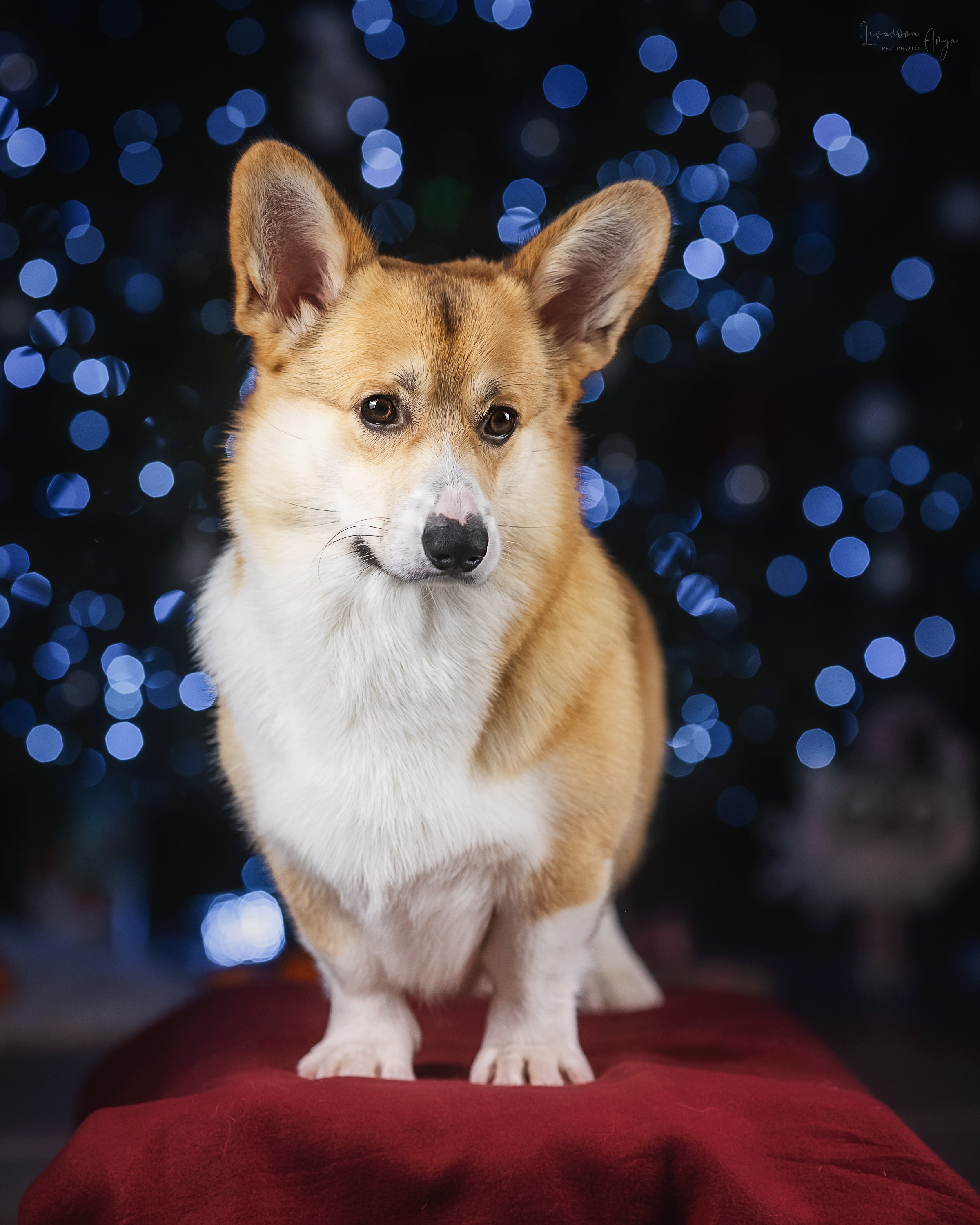 Фотодень_1 2025. Фотограф анималист Аня Ливанова | Рыбинск