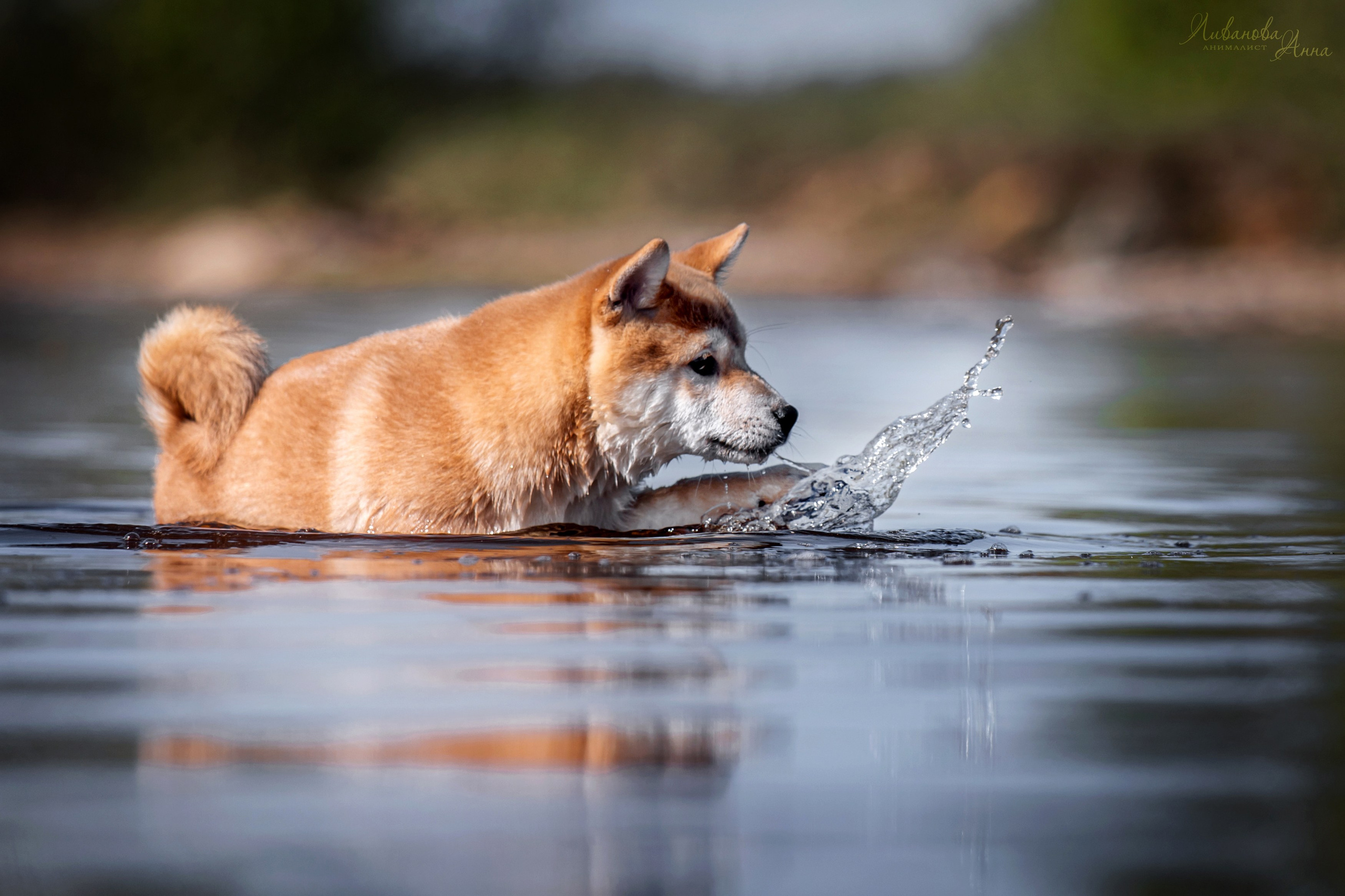 Сиба. Фотограф анималист Аня Ливанова | Рыбинск
