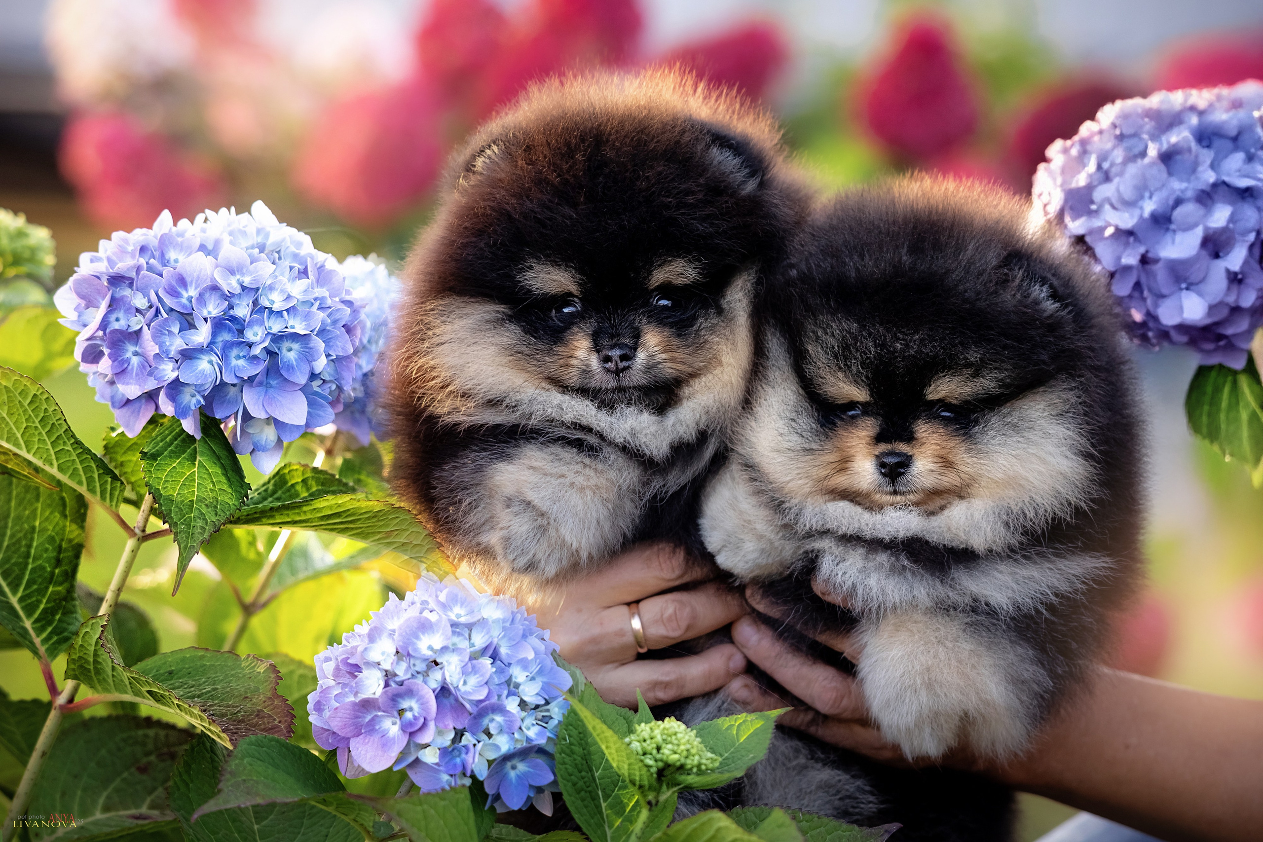 Шпцулики. Фотограф анималист Аня Ливанова | Рыбинск