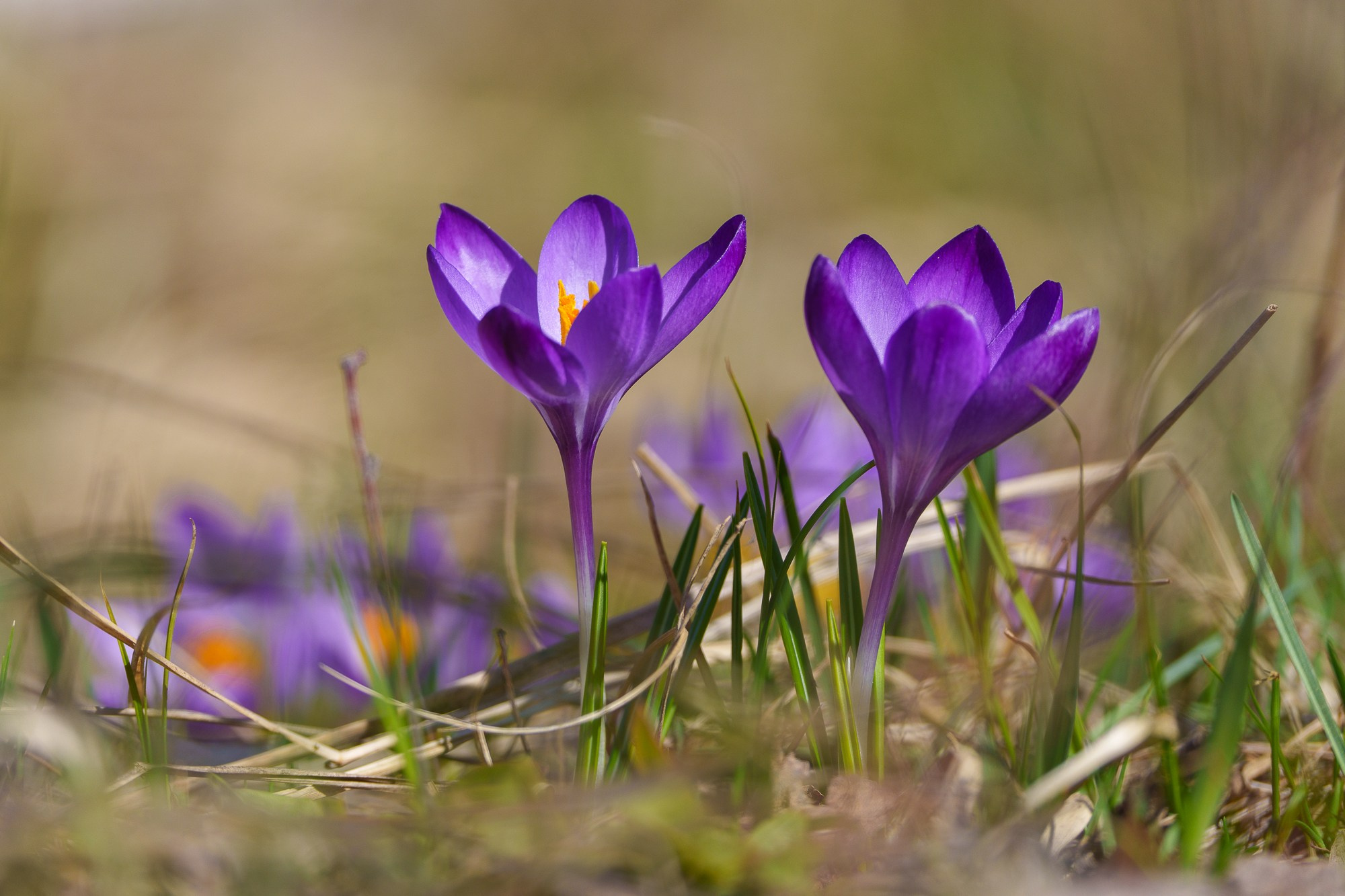 Цветы. Ваш личный фотограф Марина Волкова