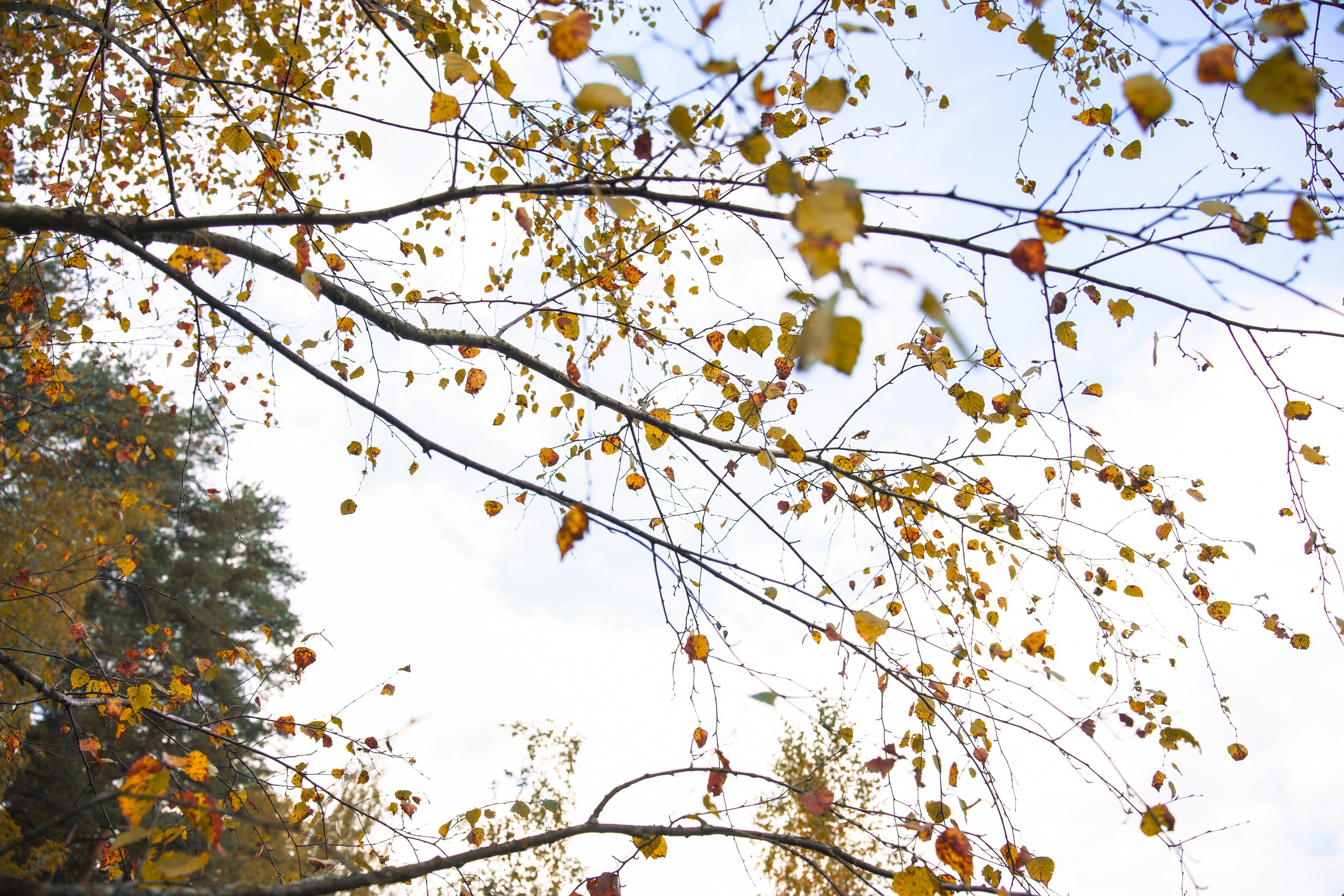 Осень 2025. Фотограф из Москвы — DASHA NOVA | Авторская фотография в разных жанрах