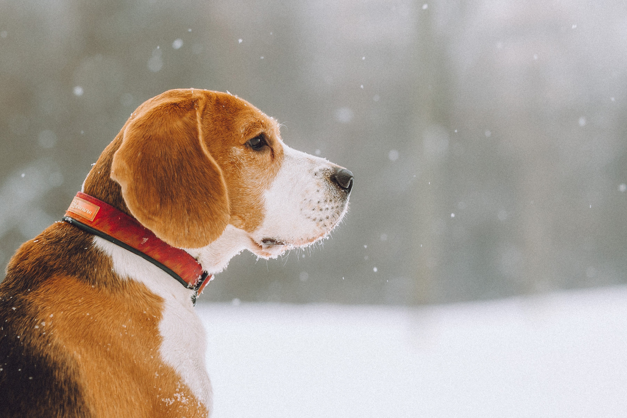 Роман, Портер и Коррес