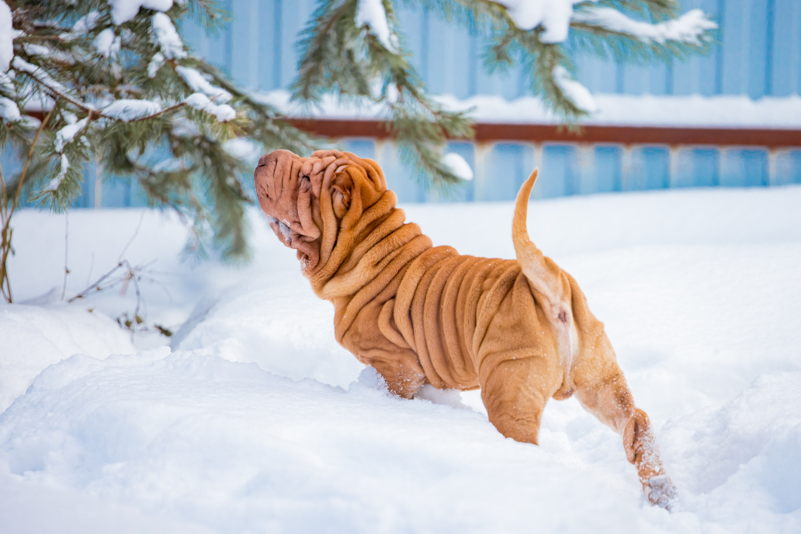 В гостях у шарпеев 16.01.2024. Фотограф-анималист Юлия Германика