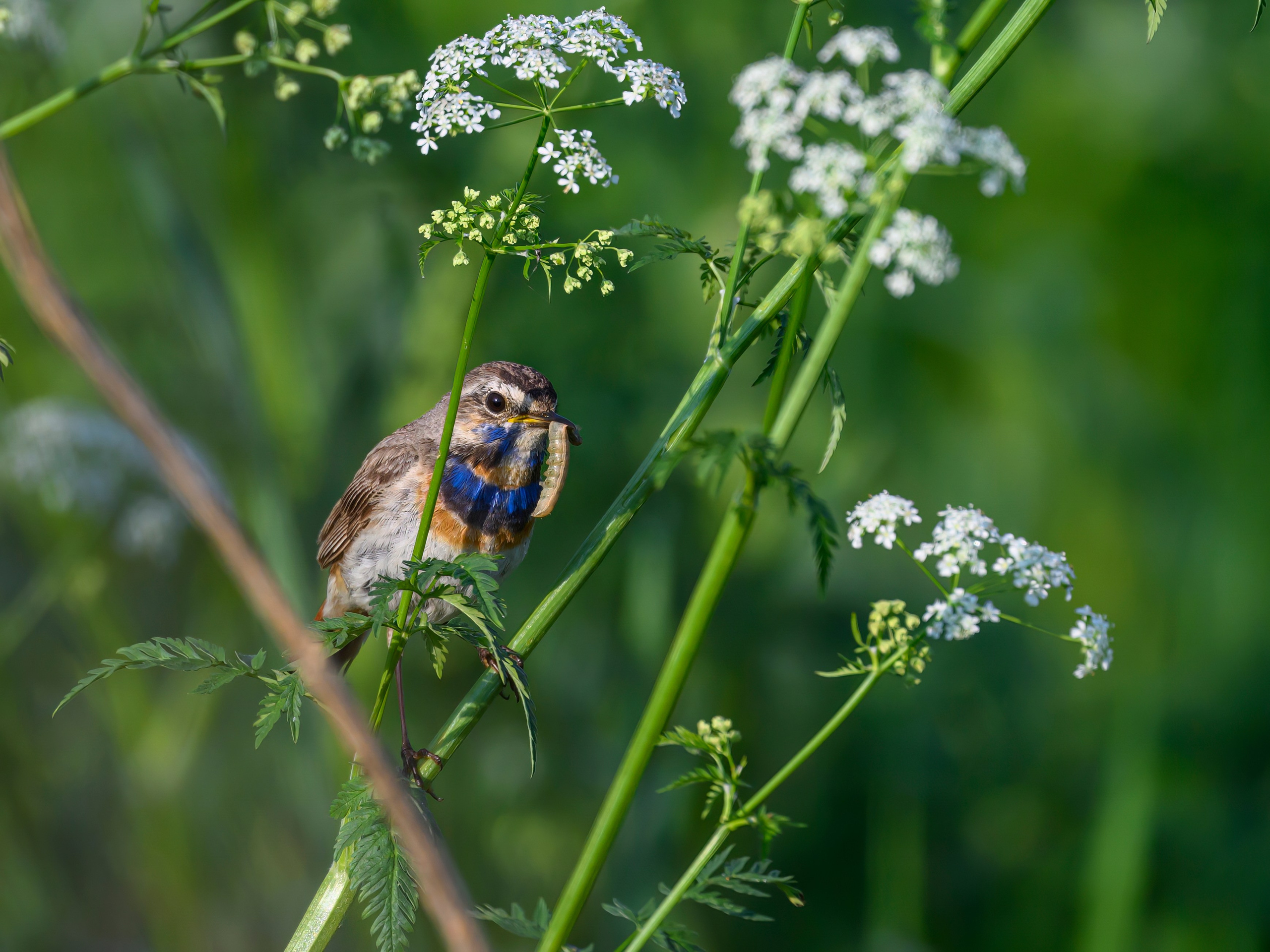 Охота совы. Фотограф Сергей Пупонин