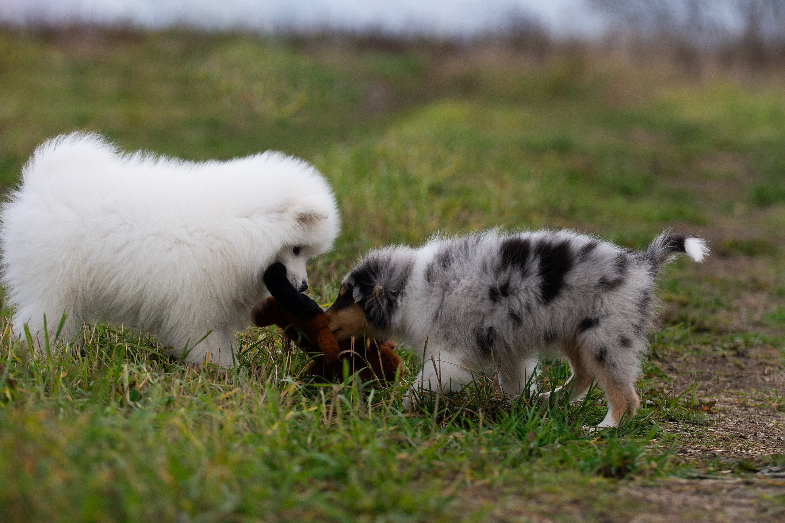 Собаки питомника Версаль. Творческий фотограф Вологда