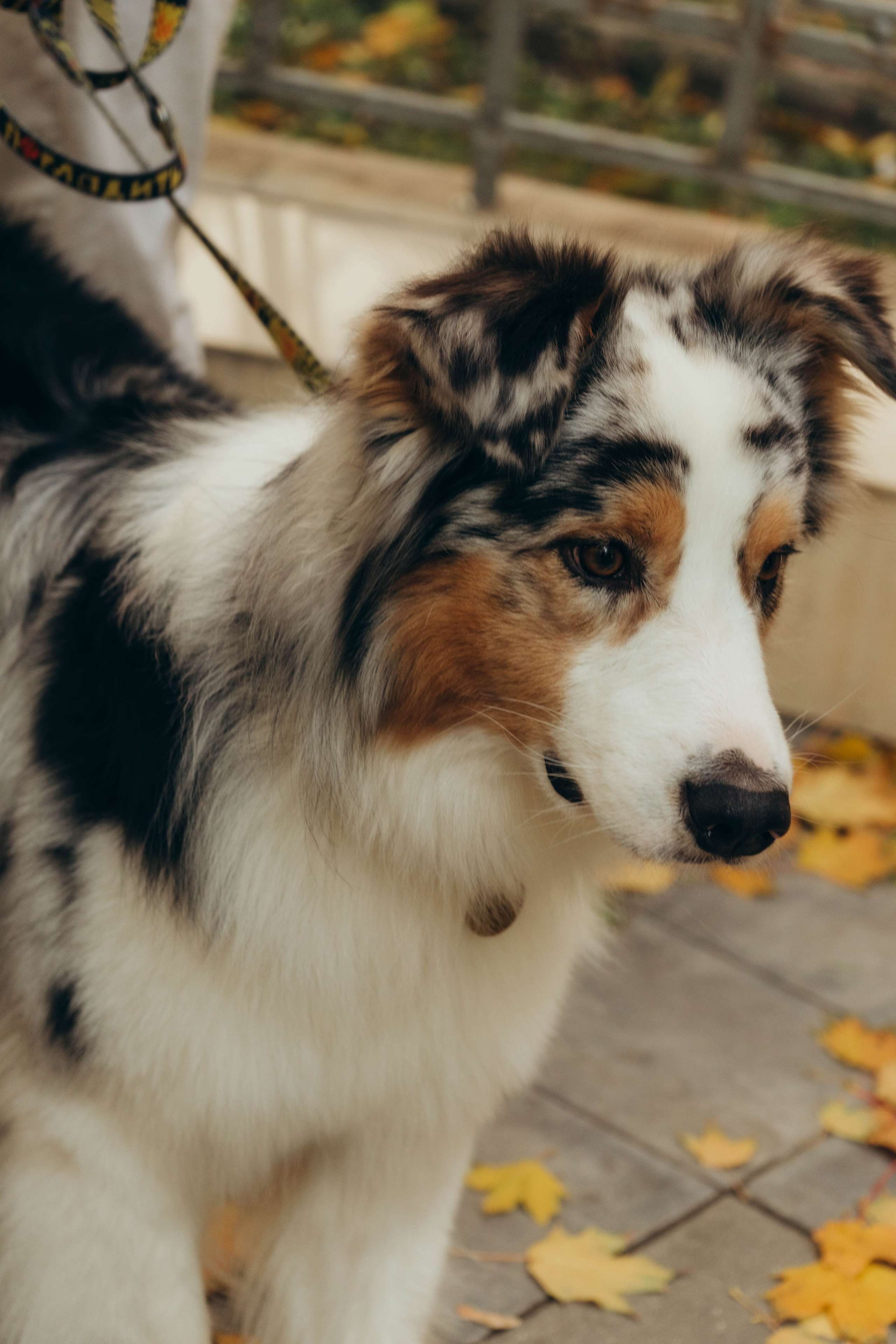 Аня, Влад и Джонни