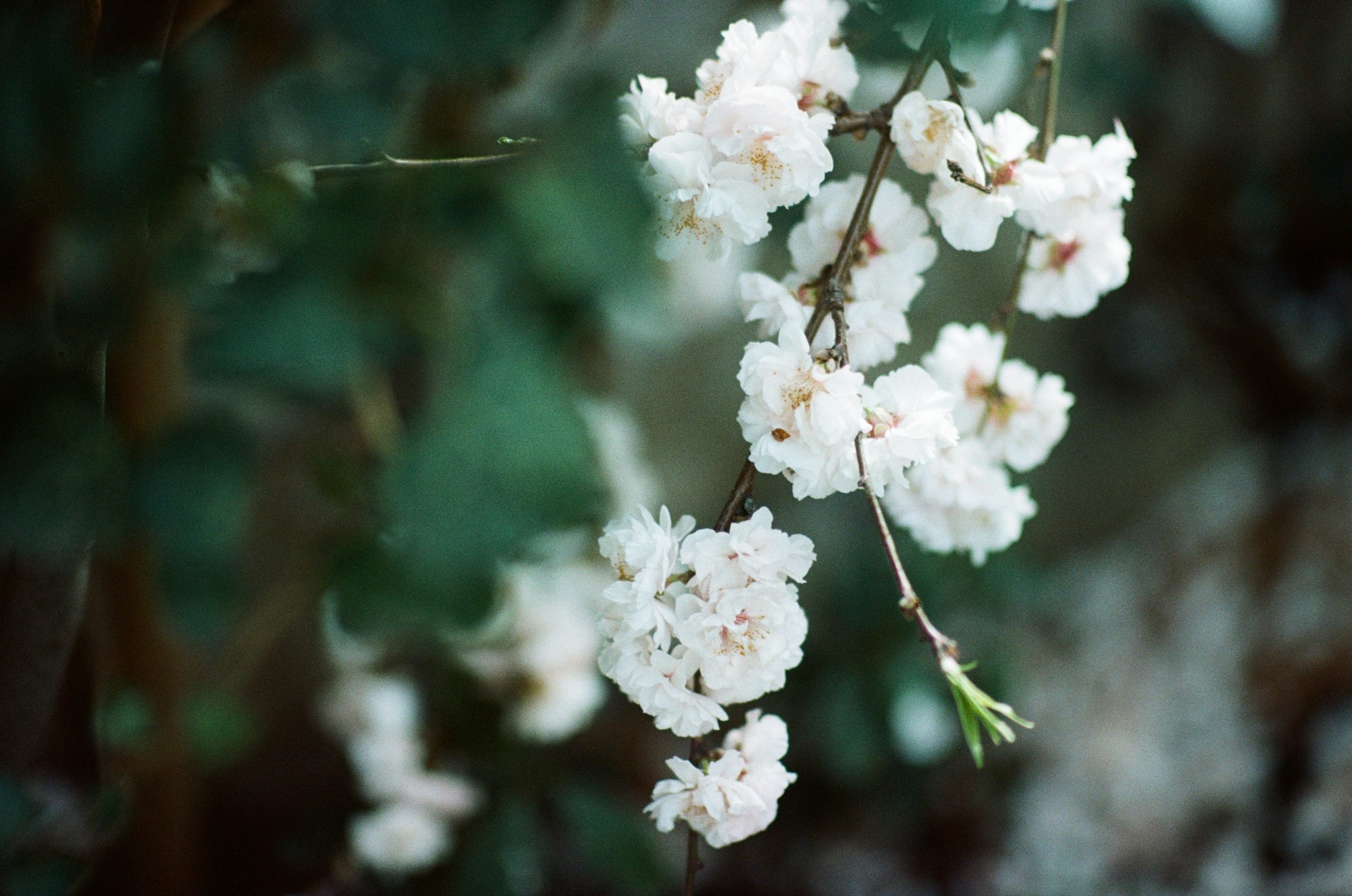Sakura blues // ukraine, crimea. EVER EXPOSED