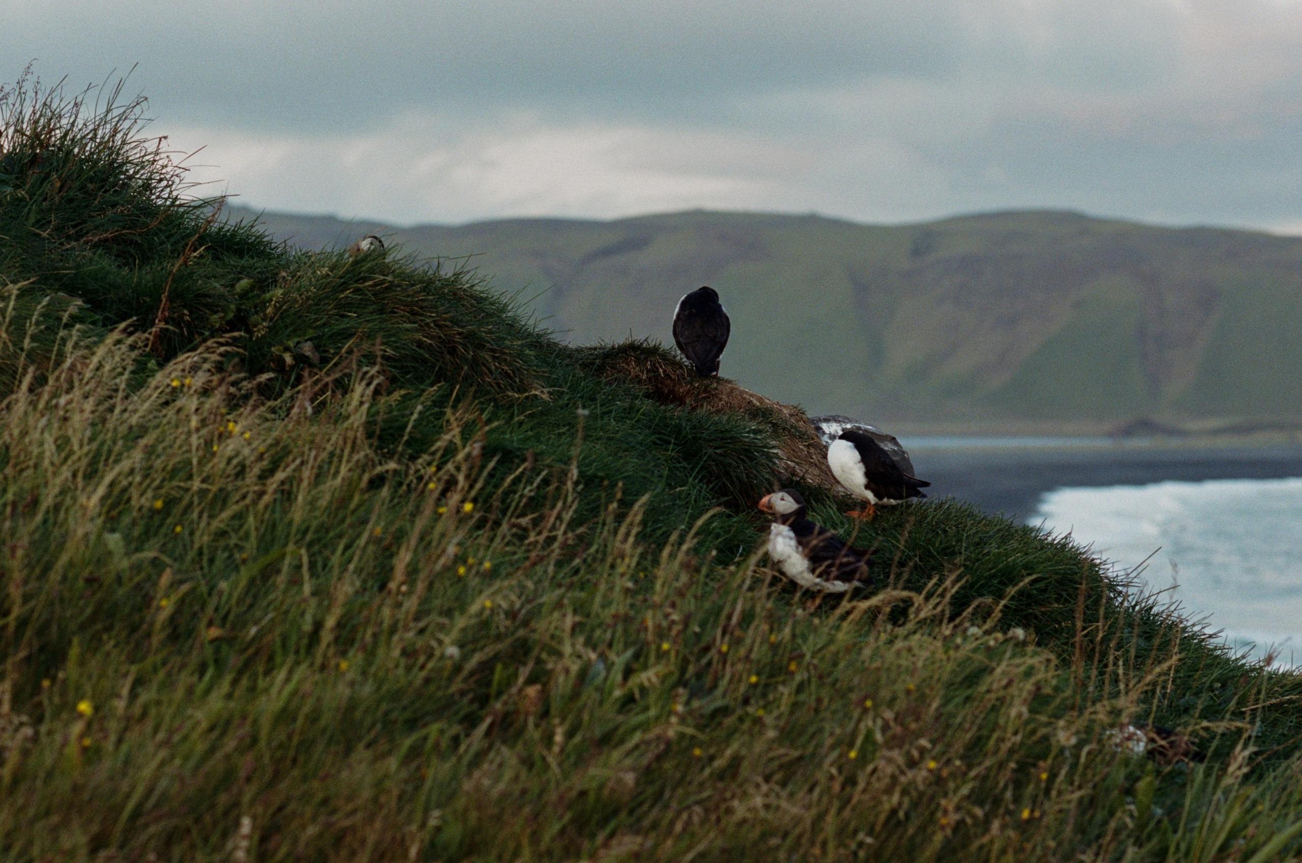 I of the storm // iceland, dyrhólaey. EVER EXPOSED