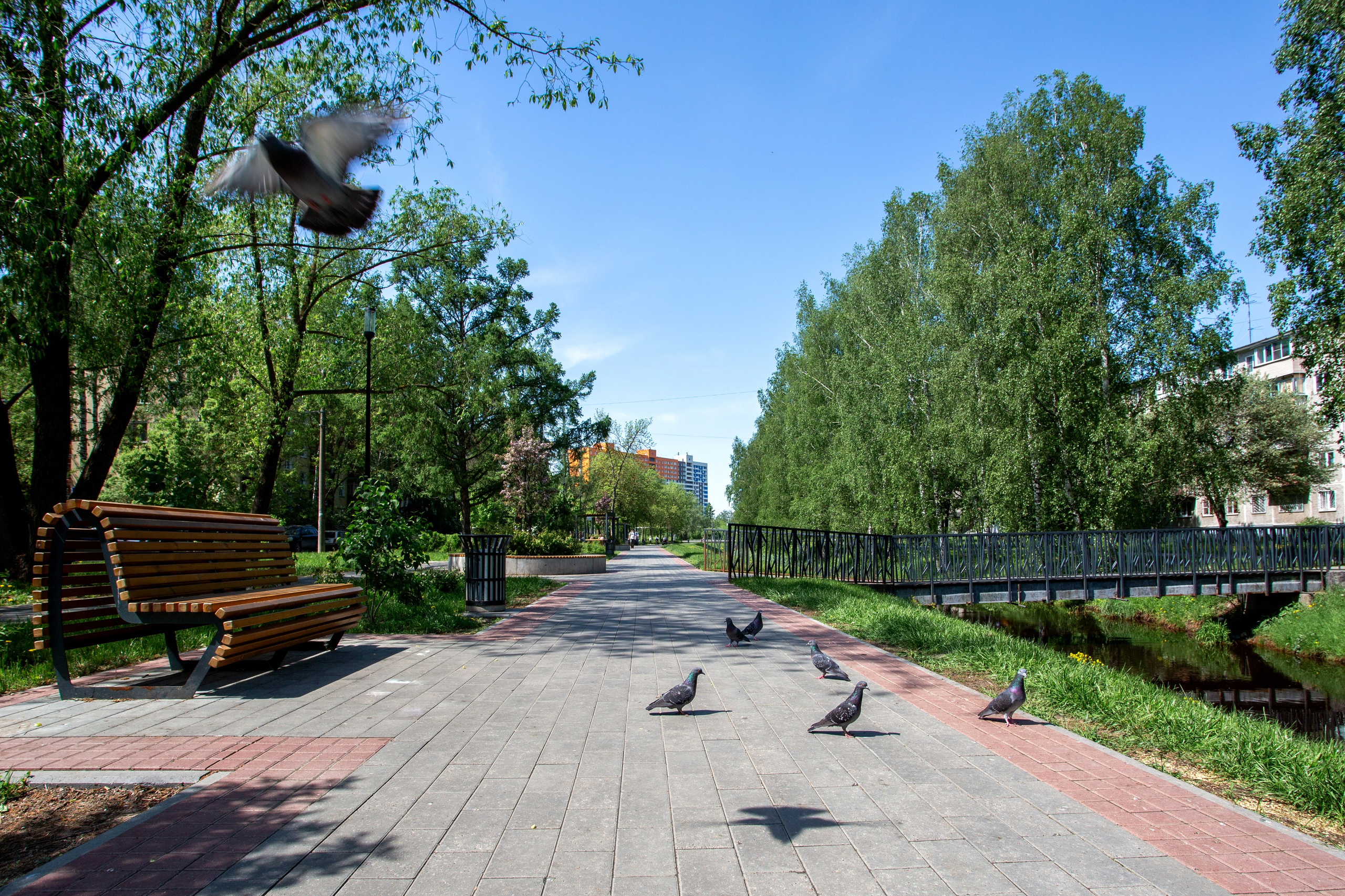 Сормово, уточки 2026