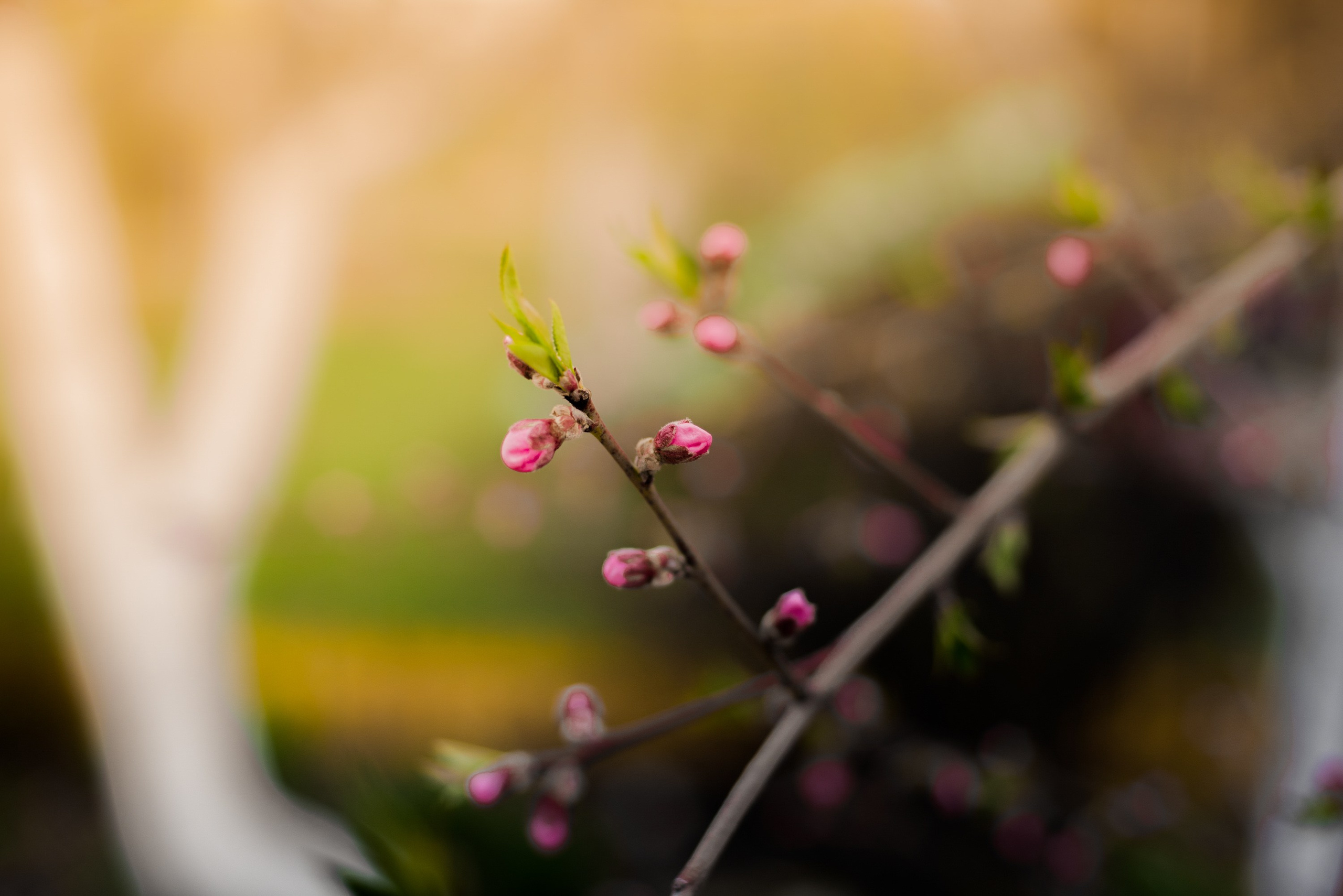 Цветы. Фотограф Анатолий Деникин