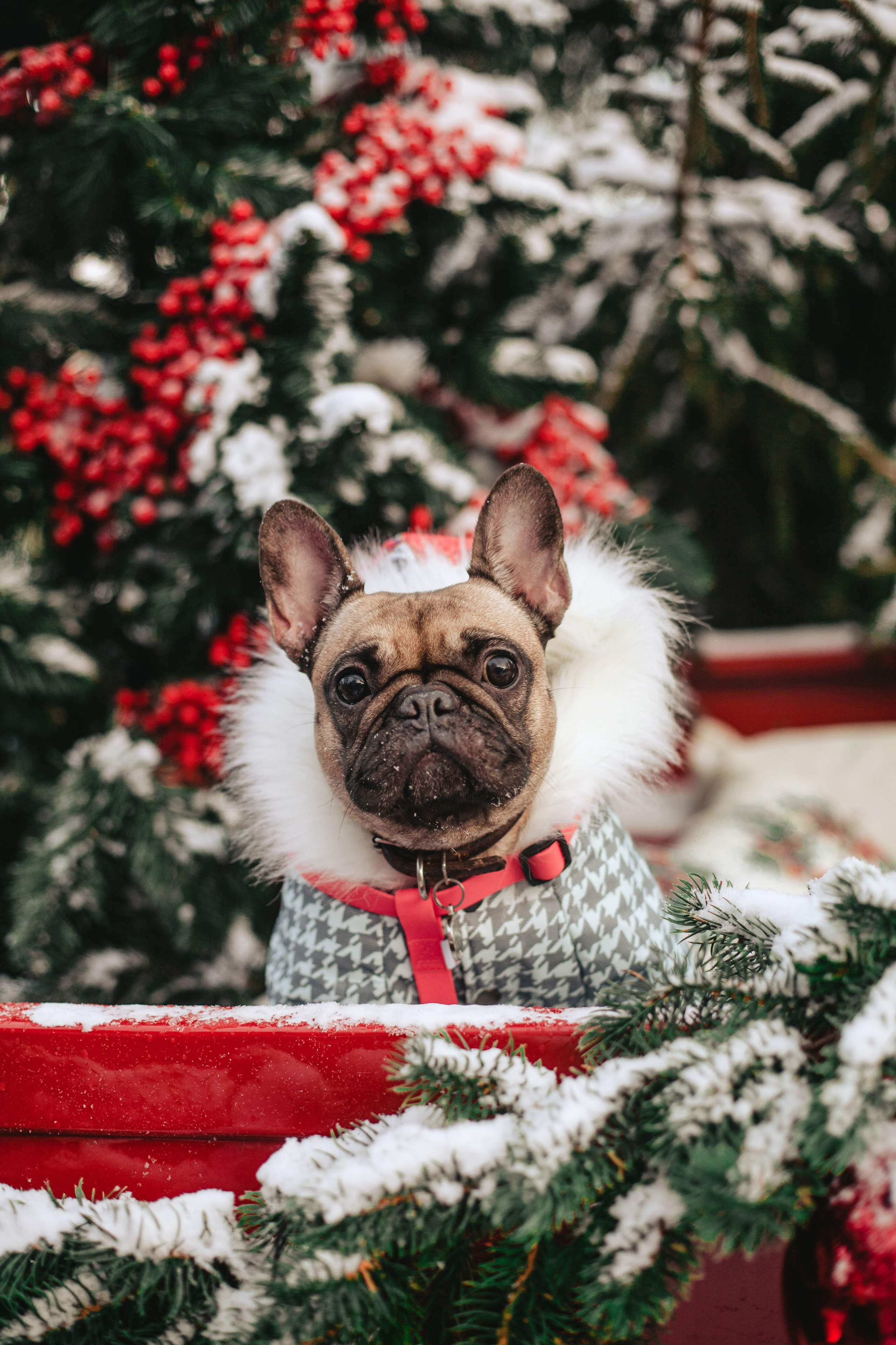 Зингер дача. Фотограф-анималист Татьяна Степанова