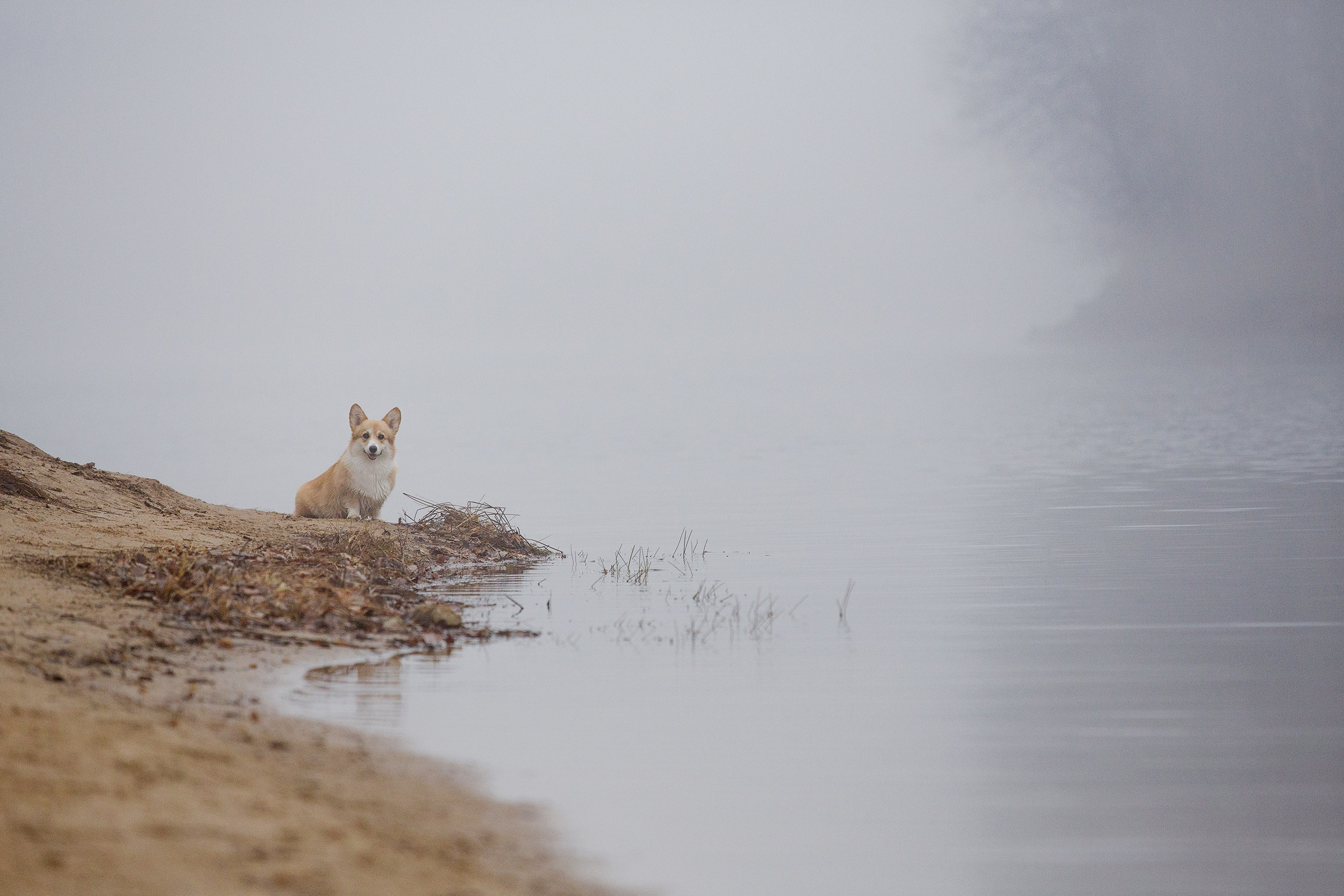 Фотограф-анималист Юлия Удовенко