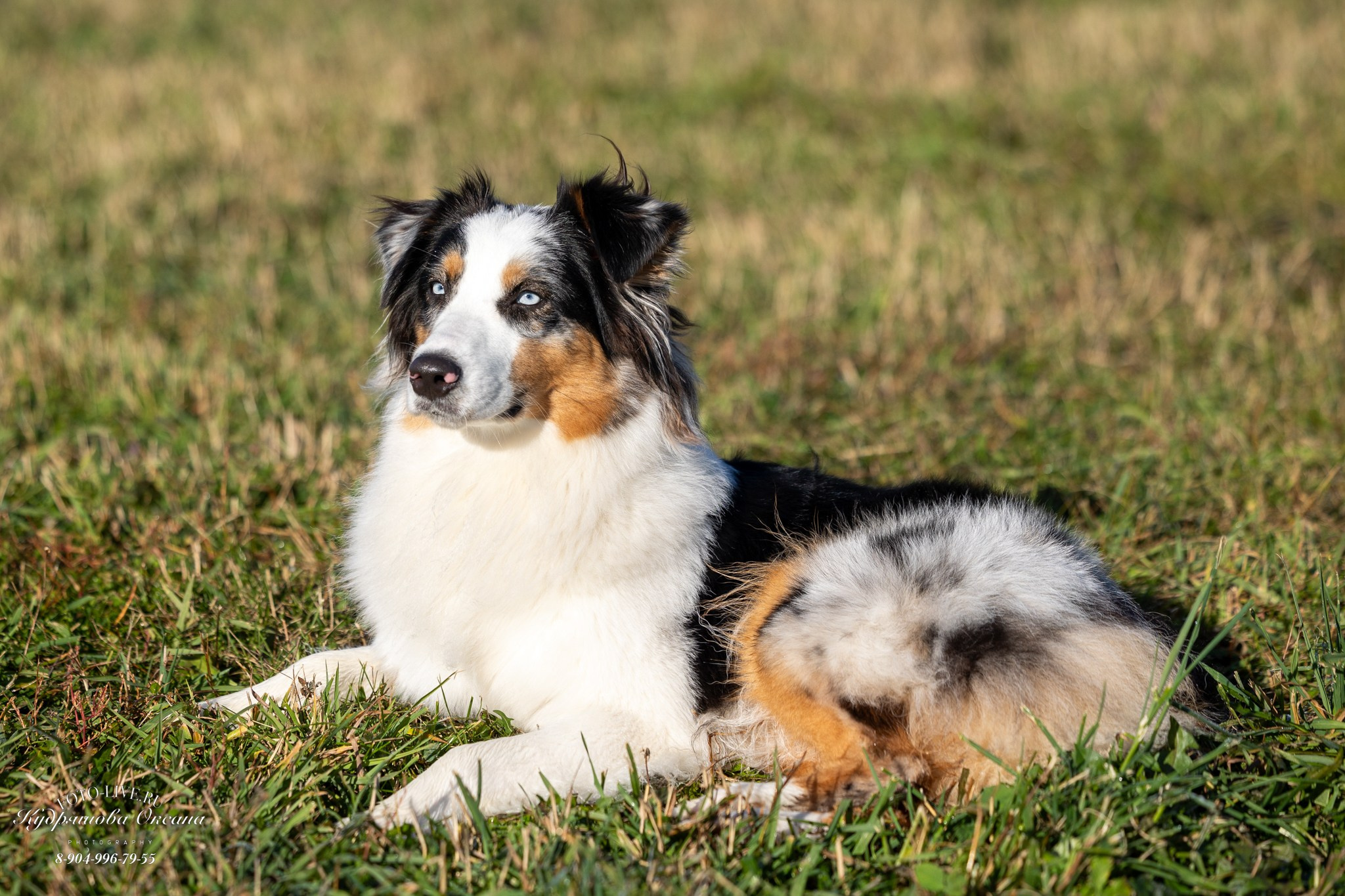 Настя и лилит!. Фотограф 📸 анималист, предметный, репортажный