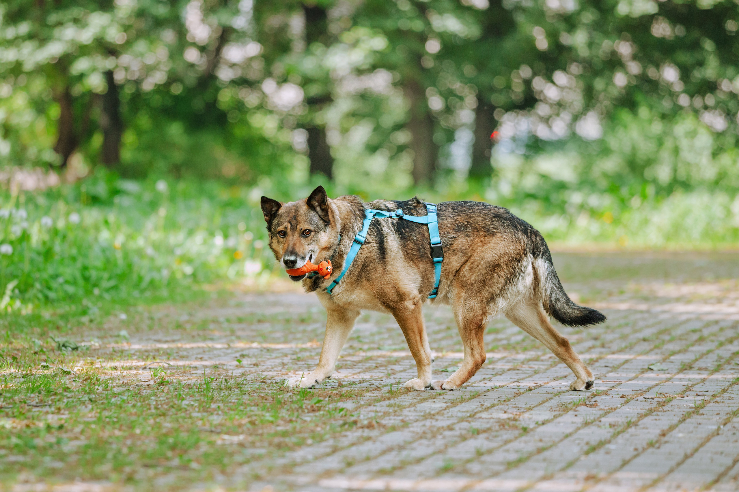 Собаки из приюта Дубовая роща лето 2025. Фотограф-анималист Татьяна Степанова