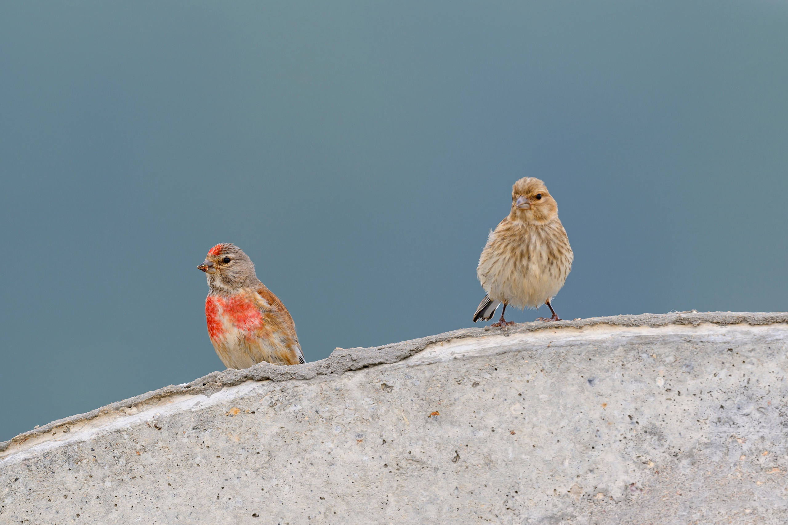 Горностай, чечевица и подорлик. Wildlife photography by Sergey Puponin