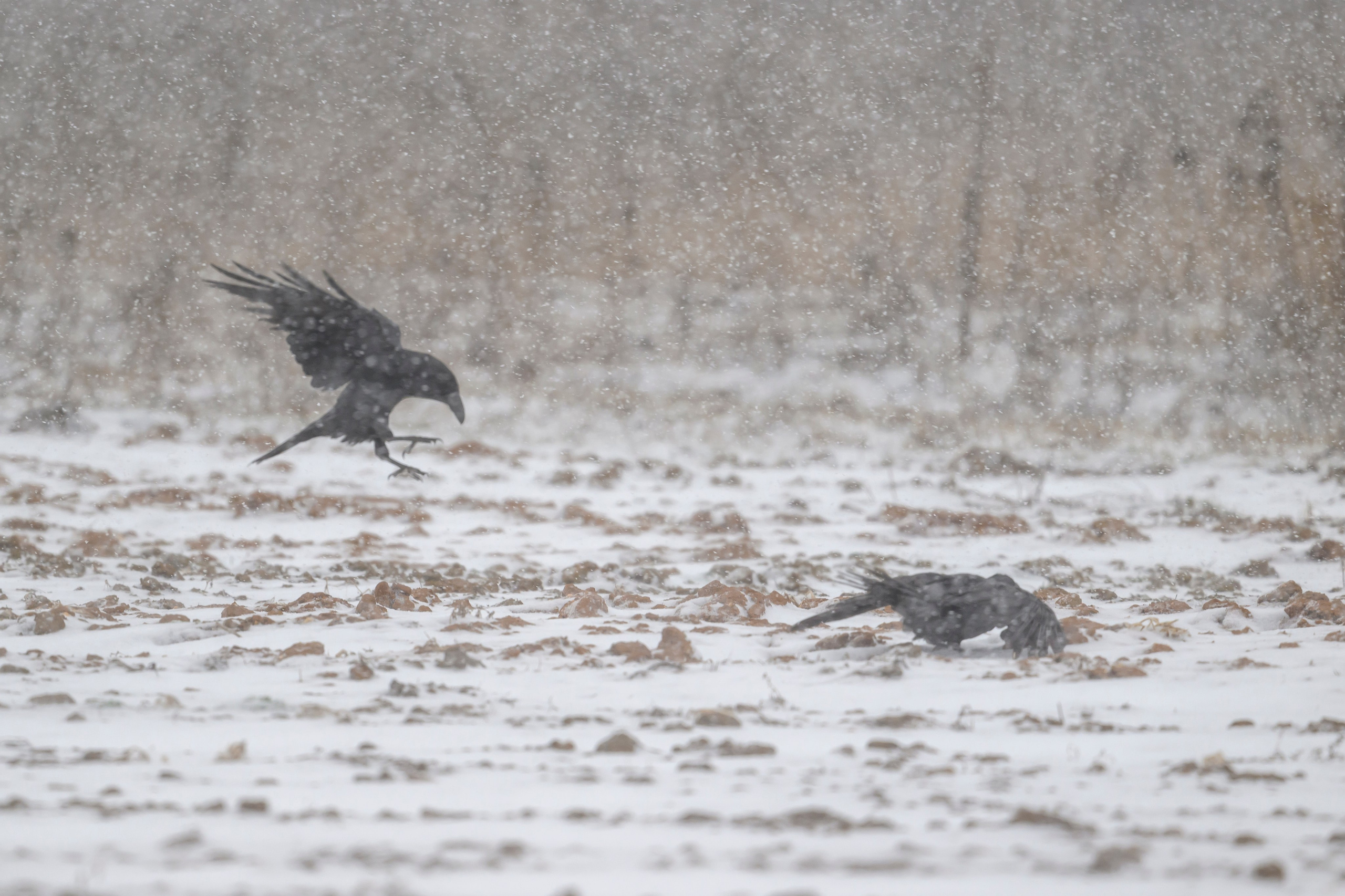 Метель. Фотограф Сергей Пупонин