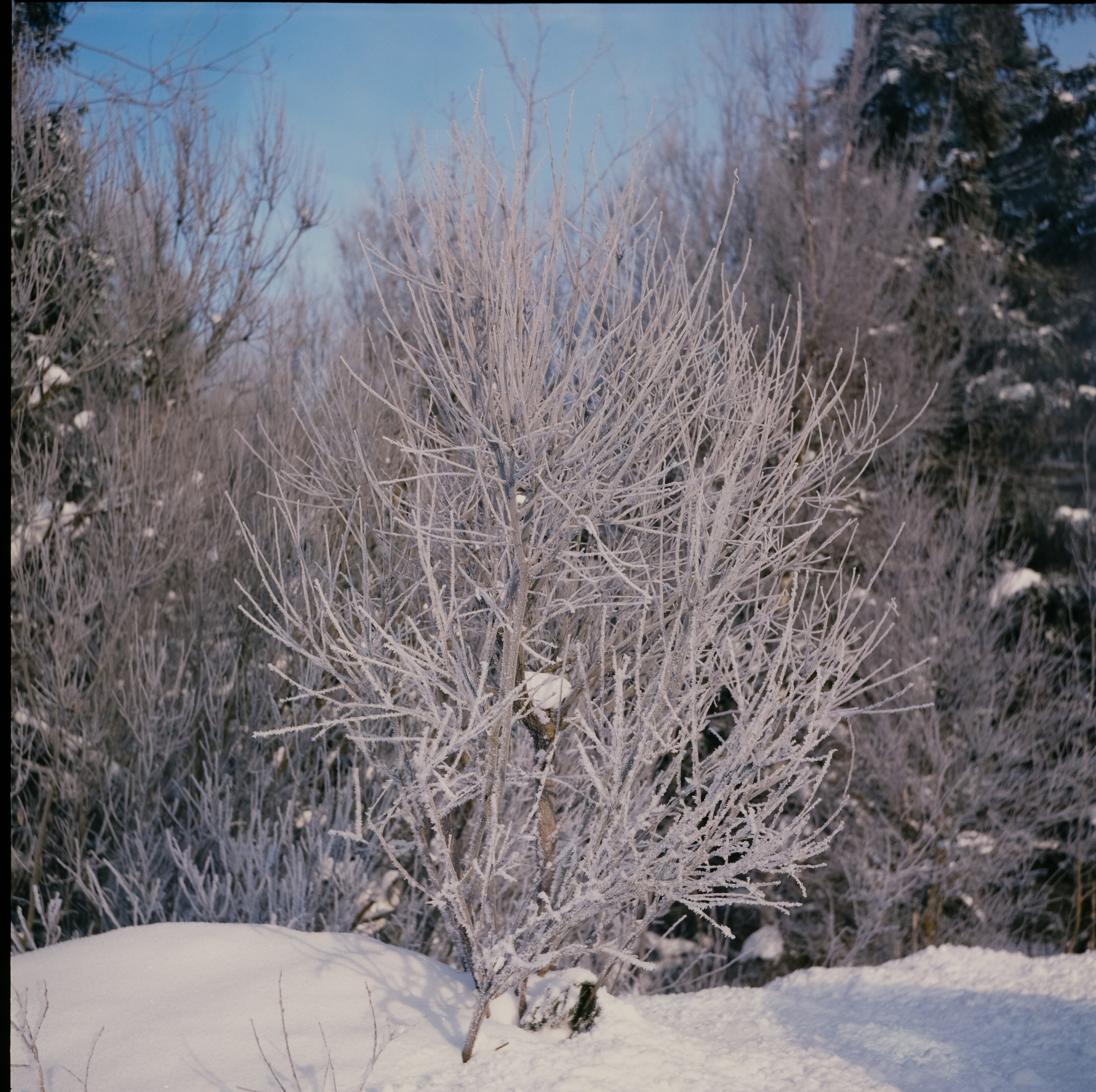 Koniflex — Fujichrome ASTIA 100 (at ISO 50) — Лукино, морозное утро