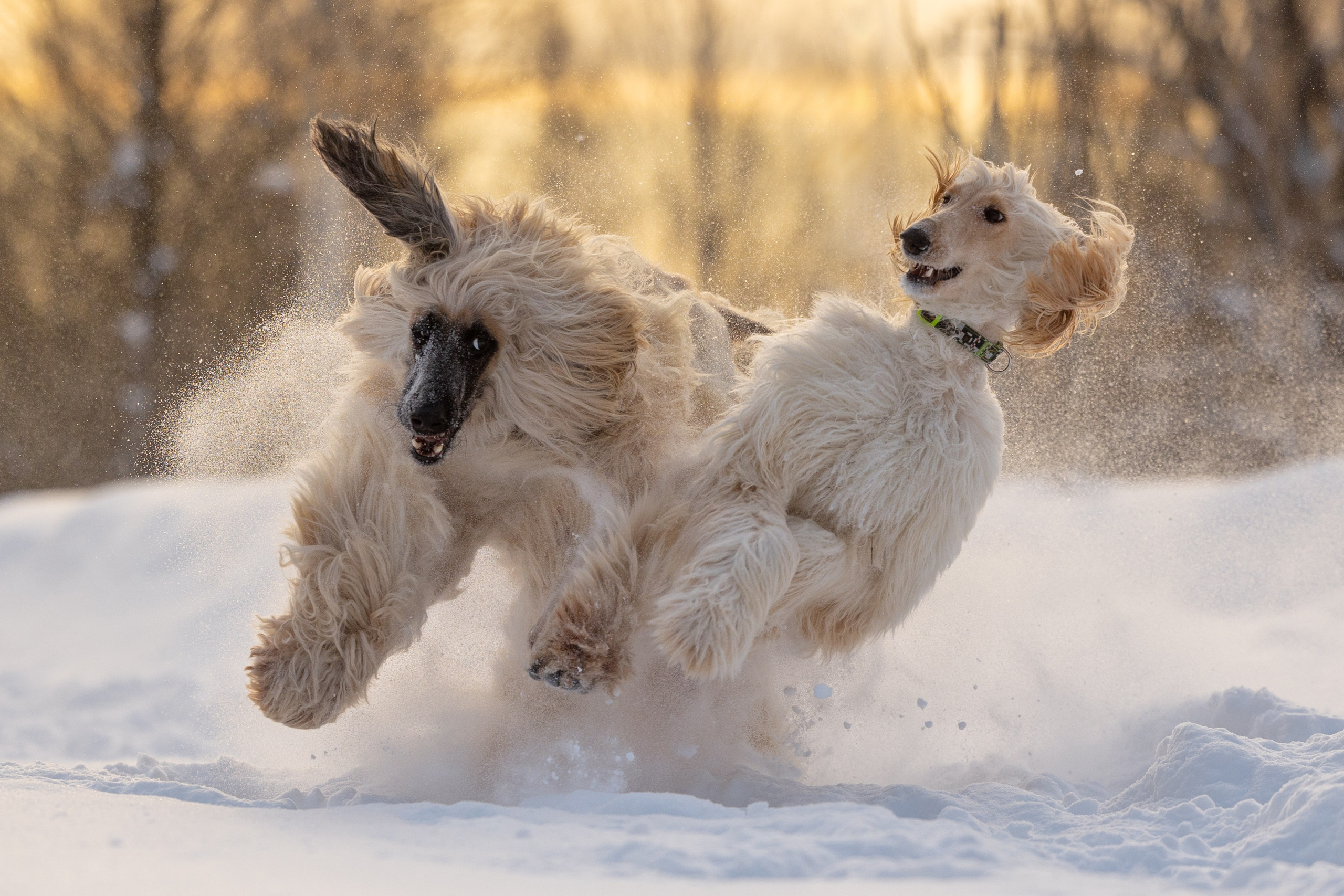 Игры афганов в снегу. Фотограф-анималист Natalia Deingel | Фотосъемка собак в Москве