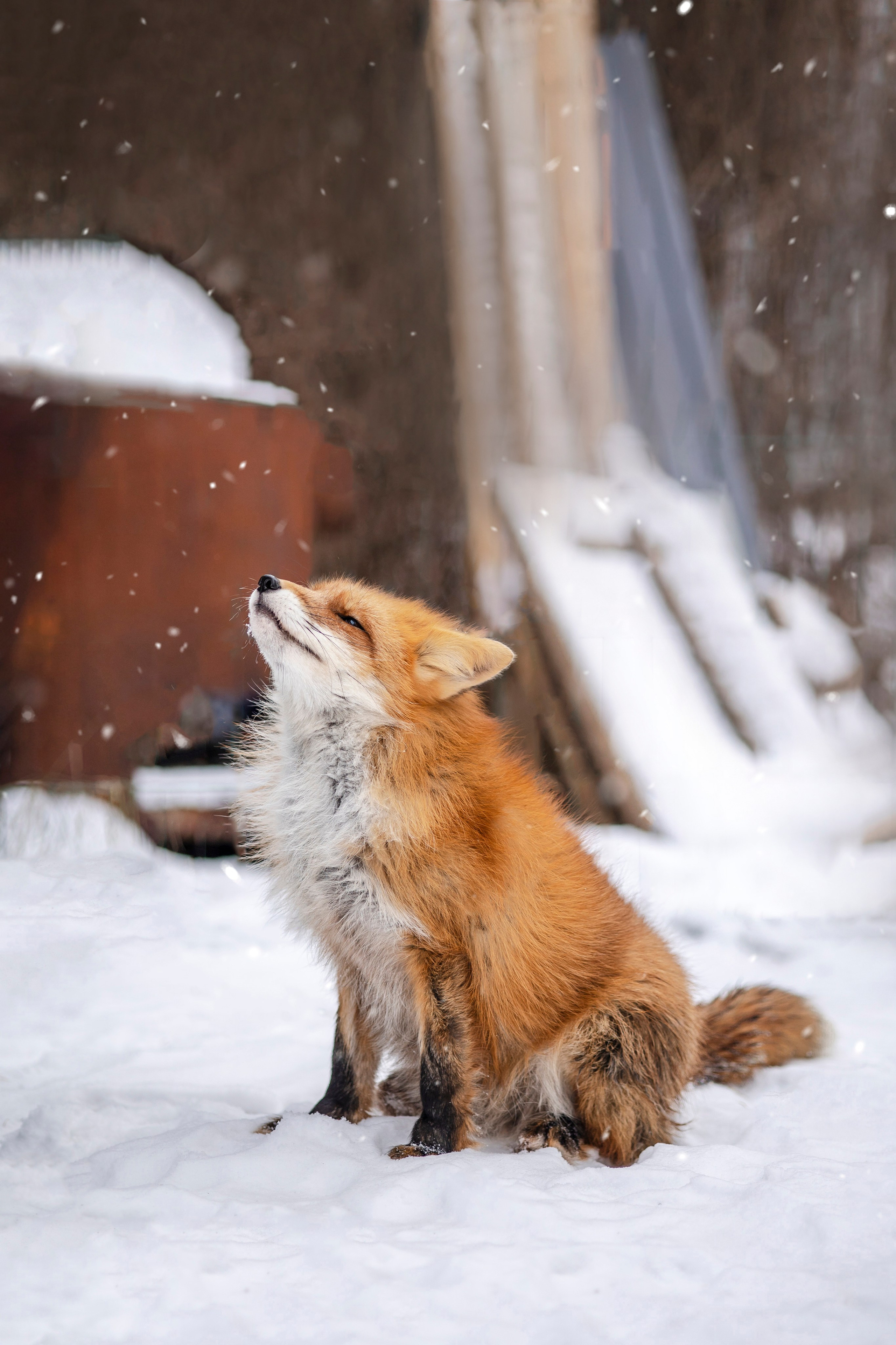 Съемка с лисами. Анастасия Белаш