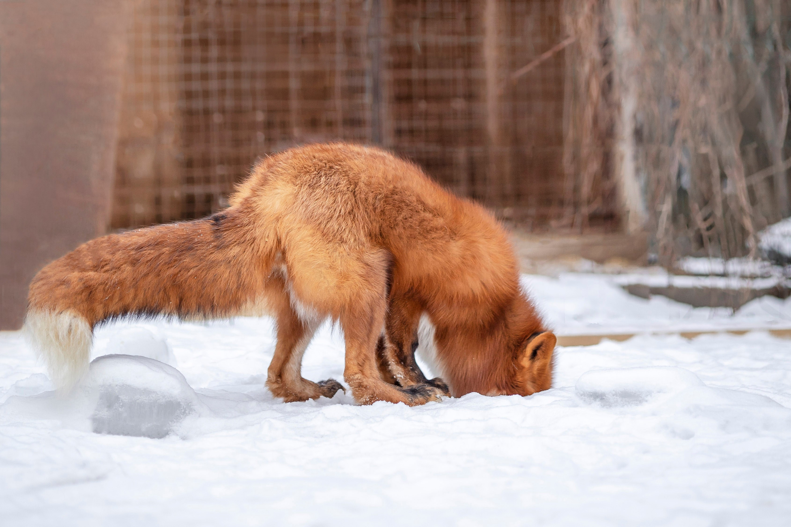 Съемка с лисами. Анастасия Белаш