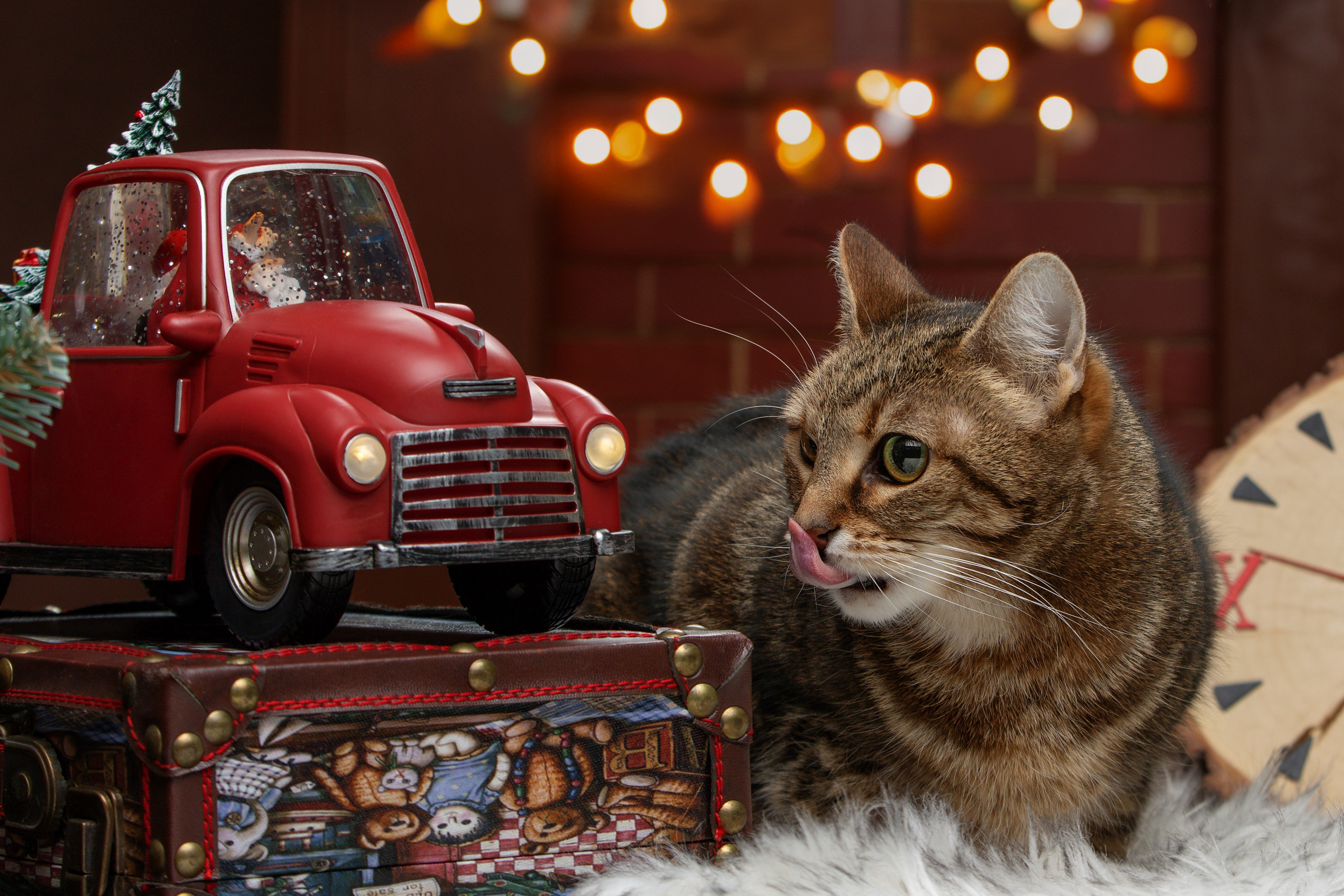 Кошки. Фотограф-анималист Юлия Зубкова