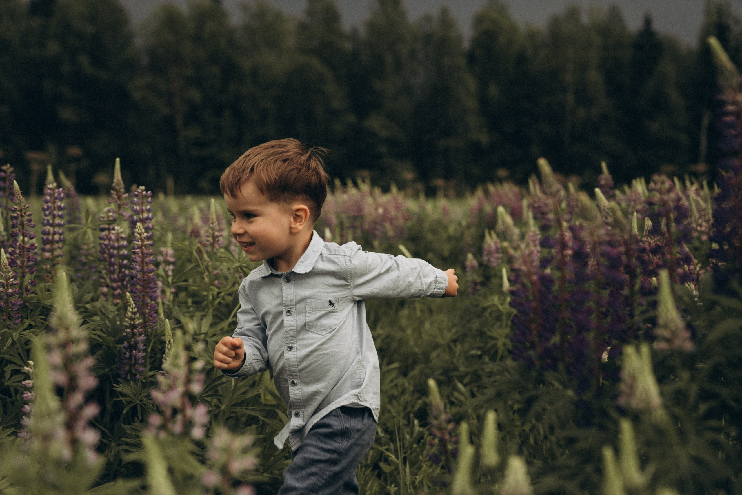 Люпиновая пора. Семейный и детский фотограф Москва Дарья Бугра