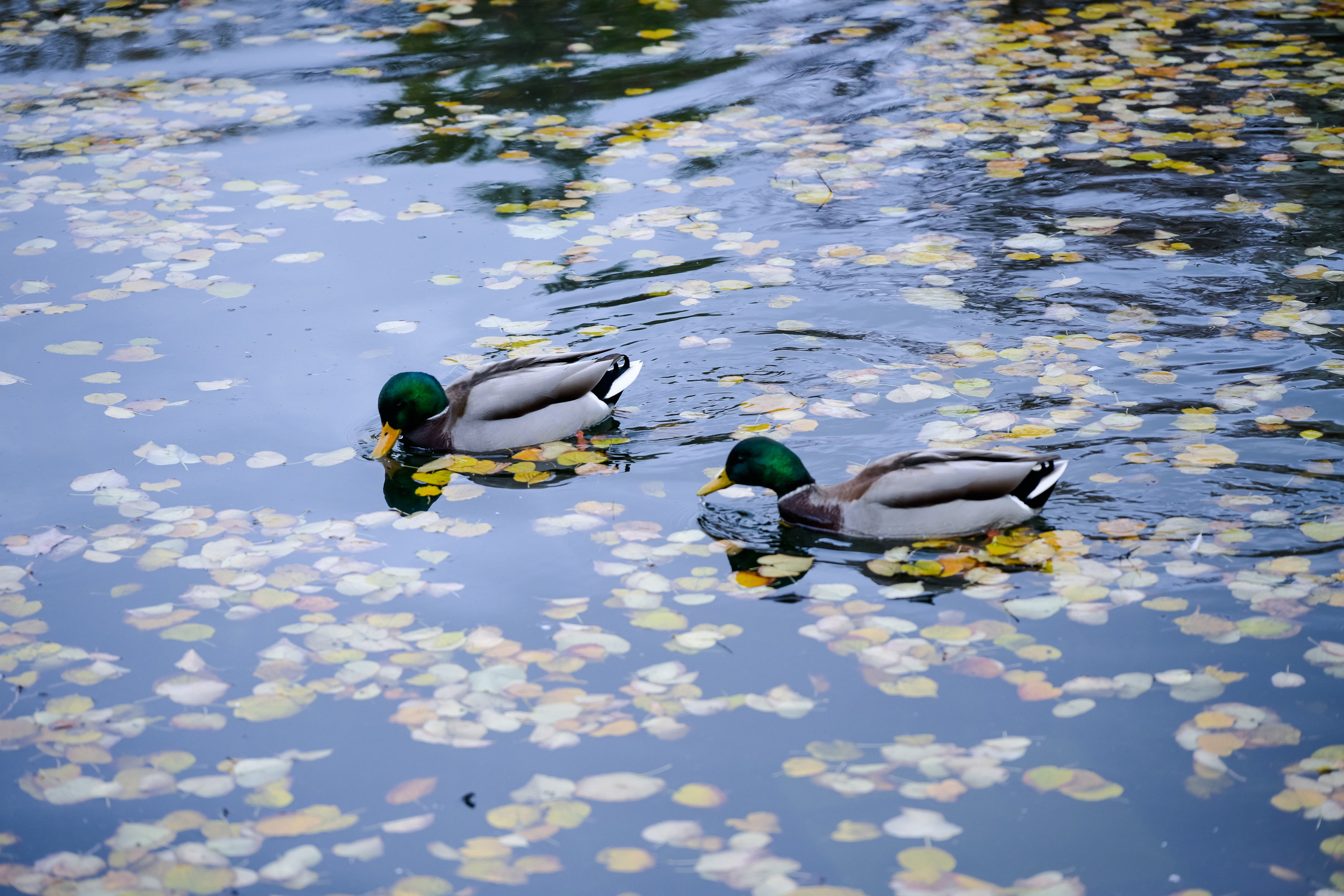 Фотограф в Самаре