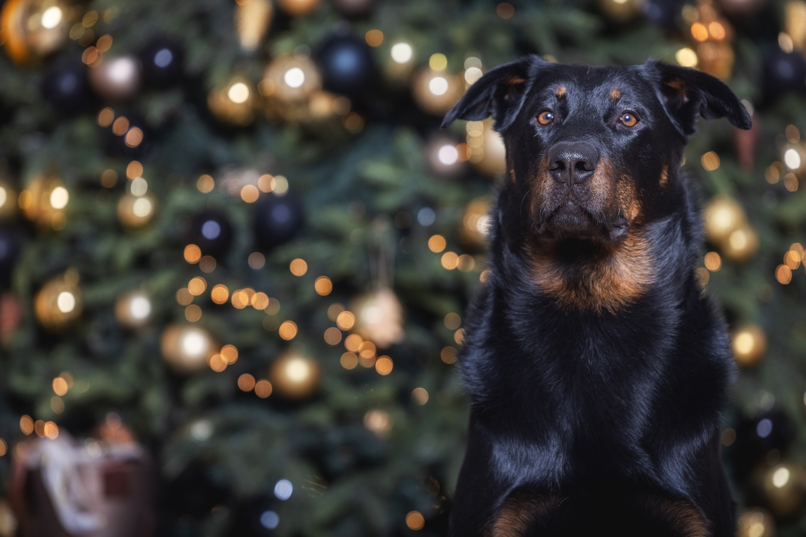 Хвостатый Новый Год. Фотограф Алена Звездина