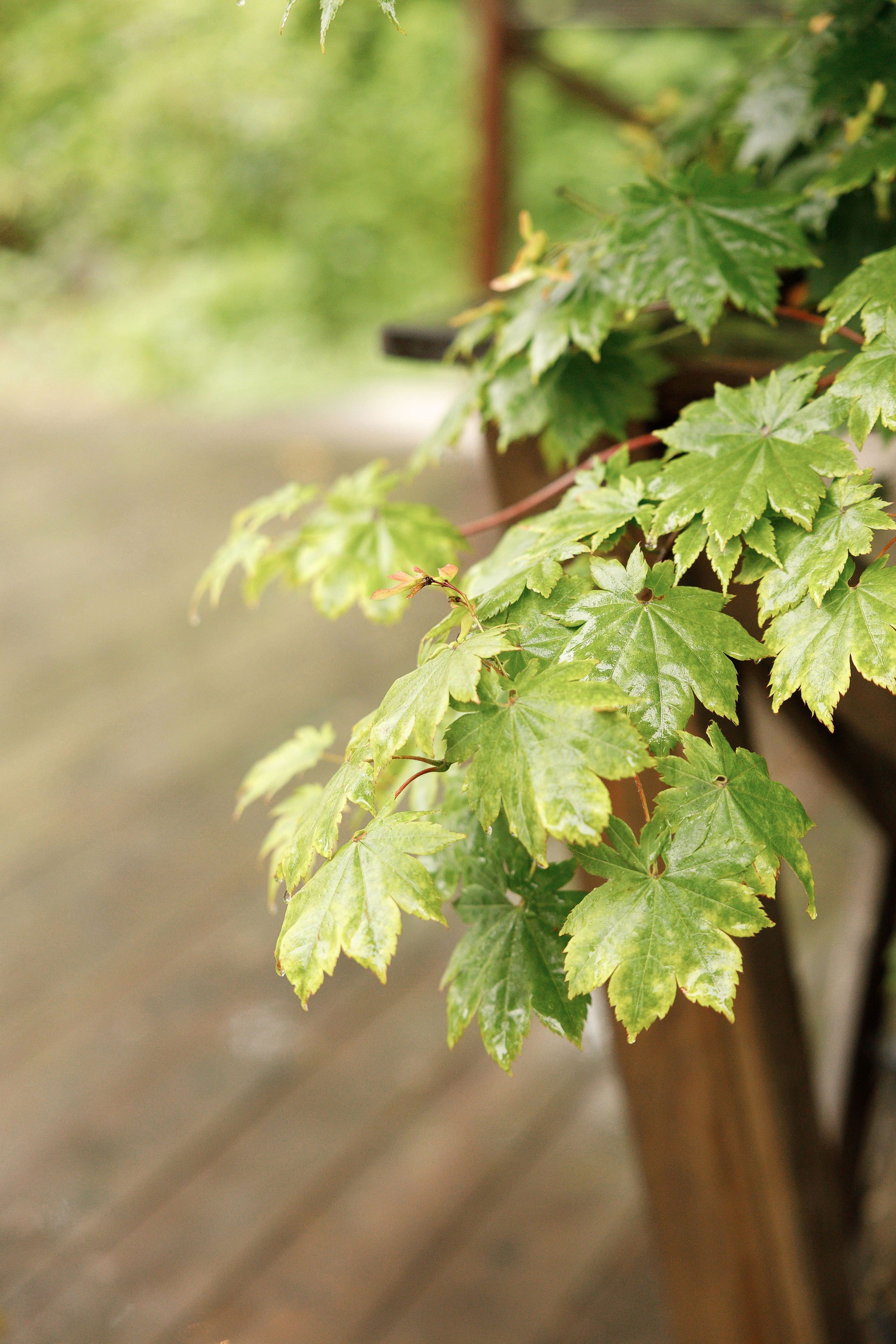 Анастасия и Владислав. Свадебный и семейный фотограф  во Владивостоке Ольга Украинец