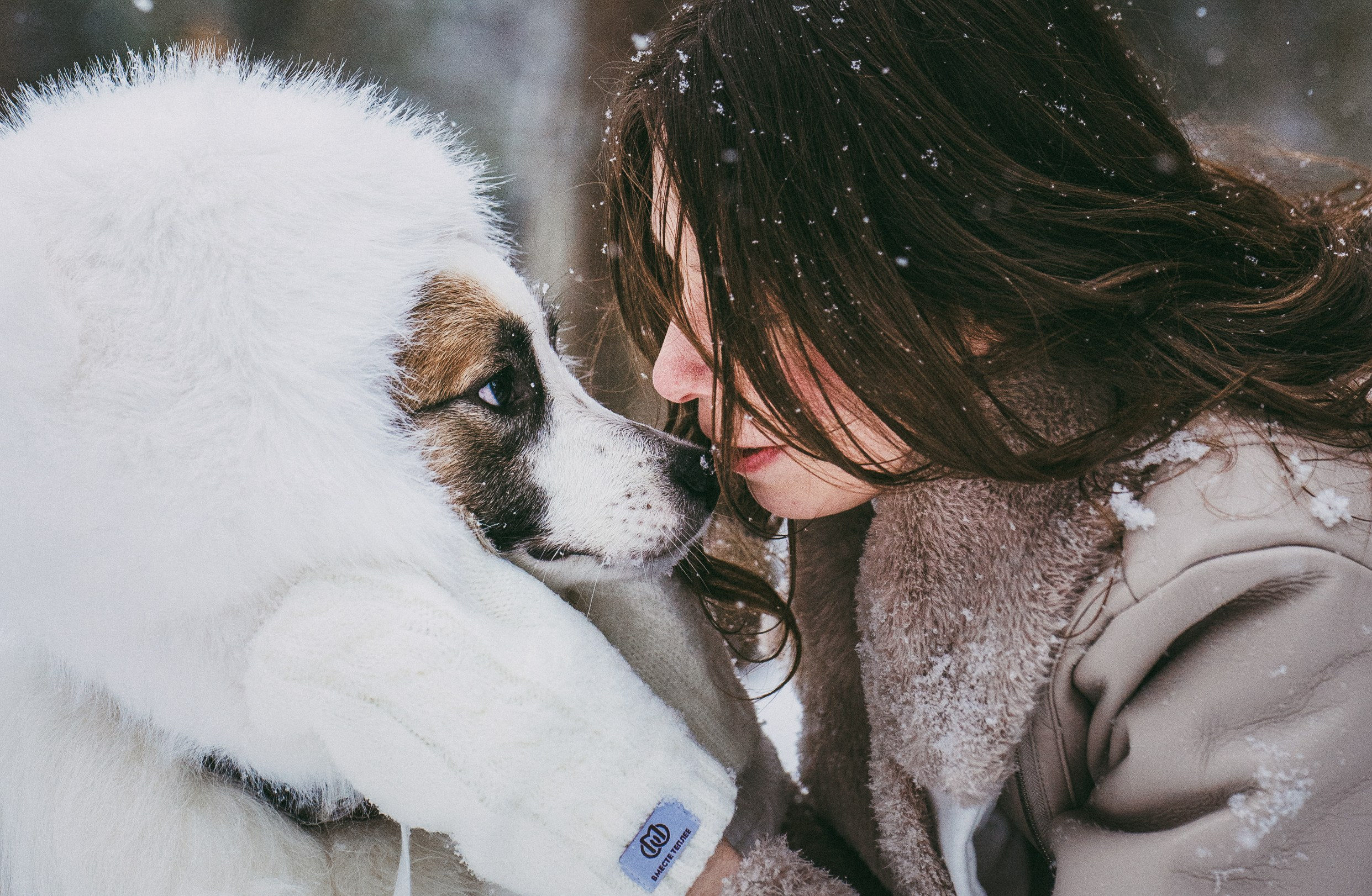 Катя, Анатолий и Елай. Фотограф анималист в Москве и Санкт-Петербурге Свиридова Анна