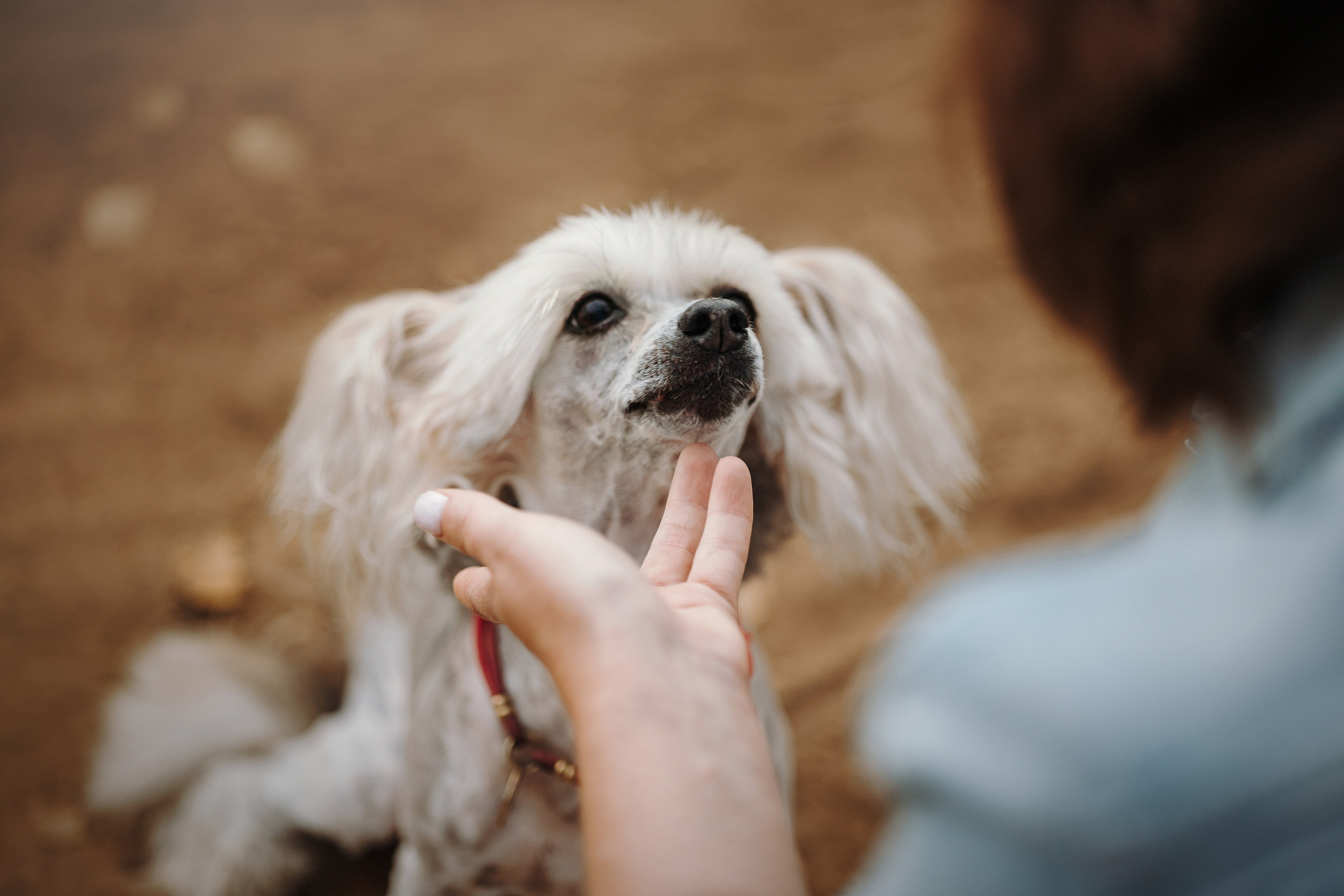 Любовь и ее хвостики. Фотограф — Анималист | Санкт-Петербург