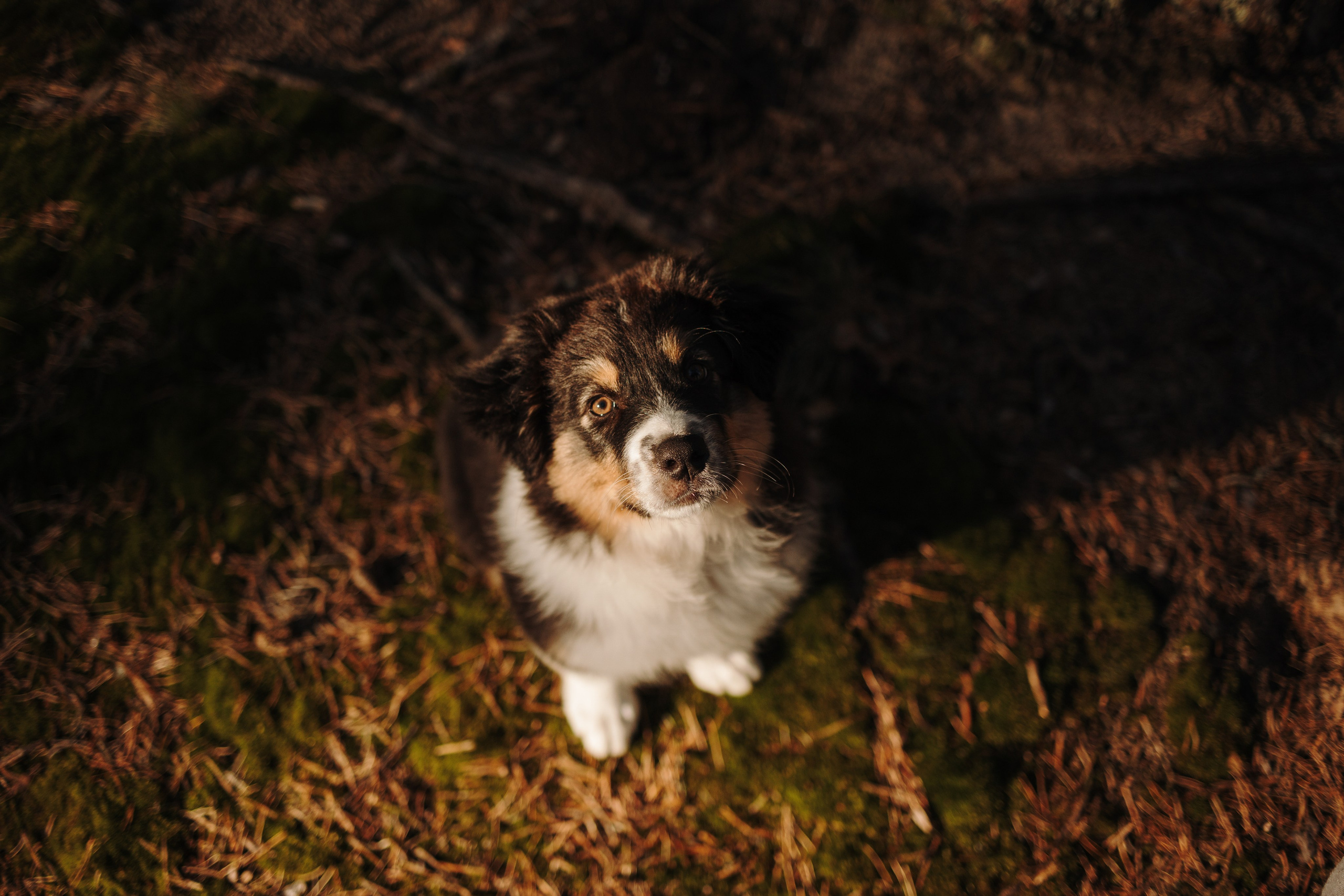 Ира и Шмель. Фотограф — Анималист | Санкт-Петербург