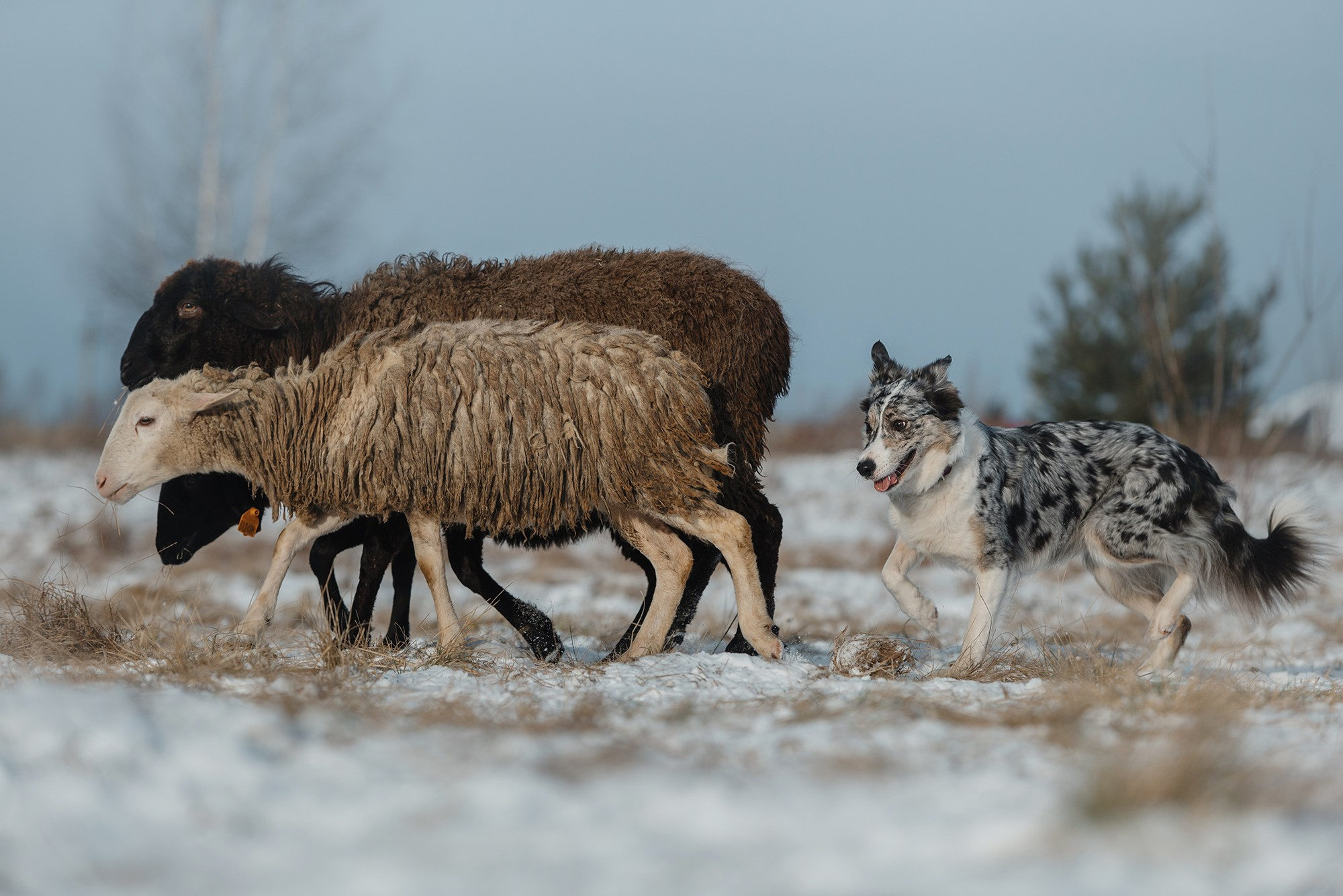 Пастьба. Фотограф Анна Тюрина