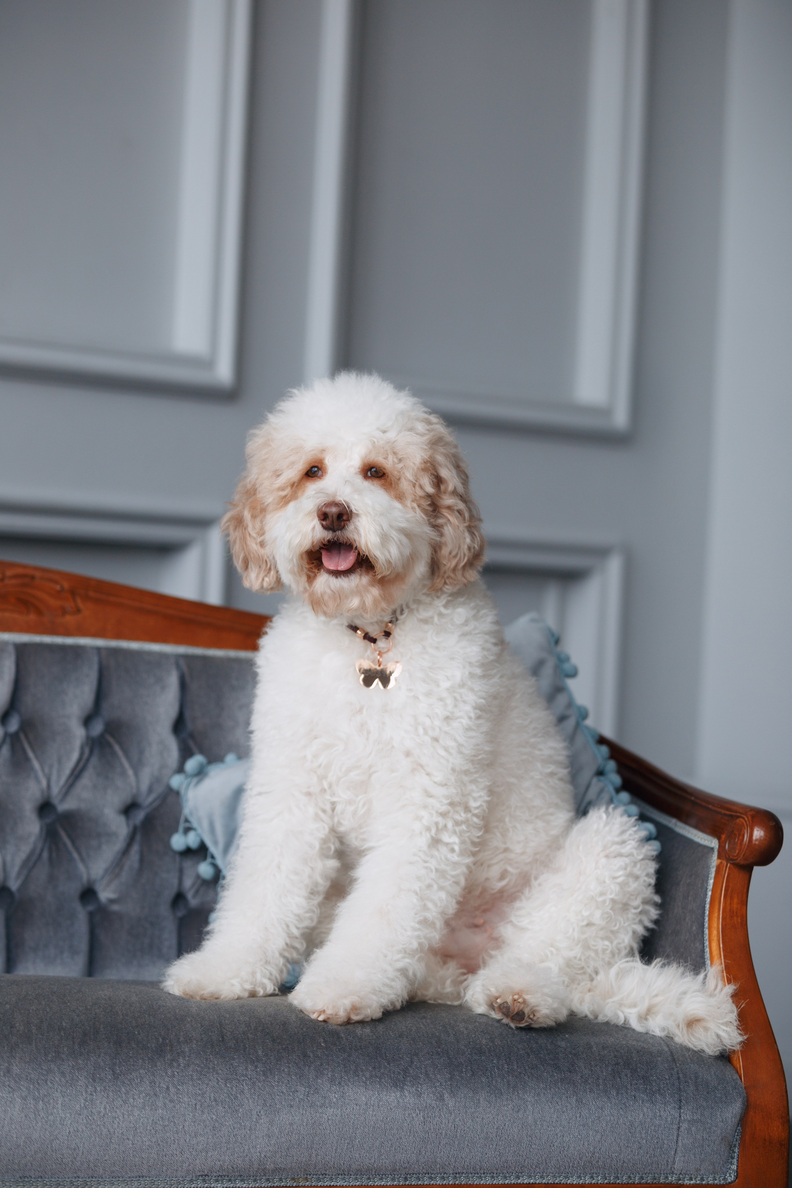 Bmbh лежанки и адресники. Фотограф анималист Кристина Карпова, Москва