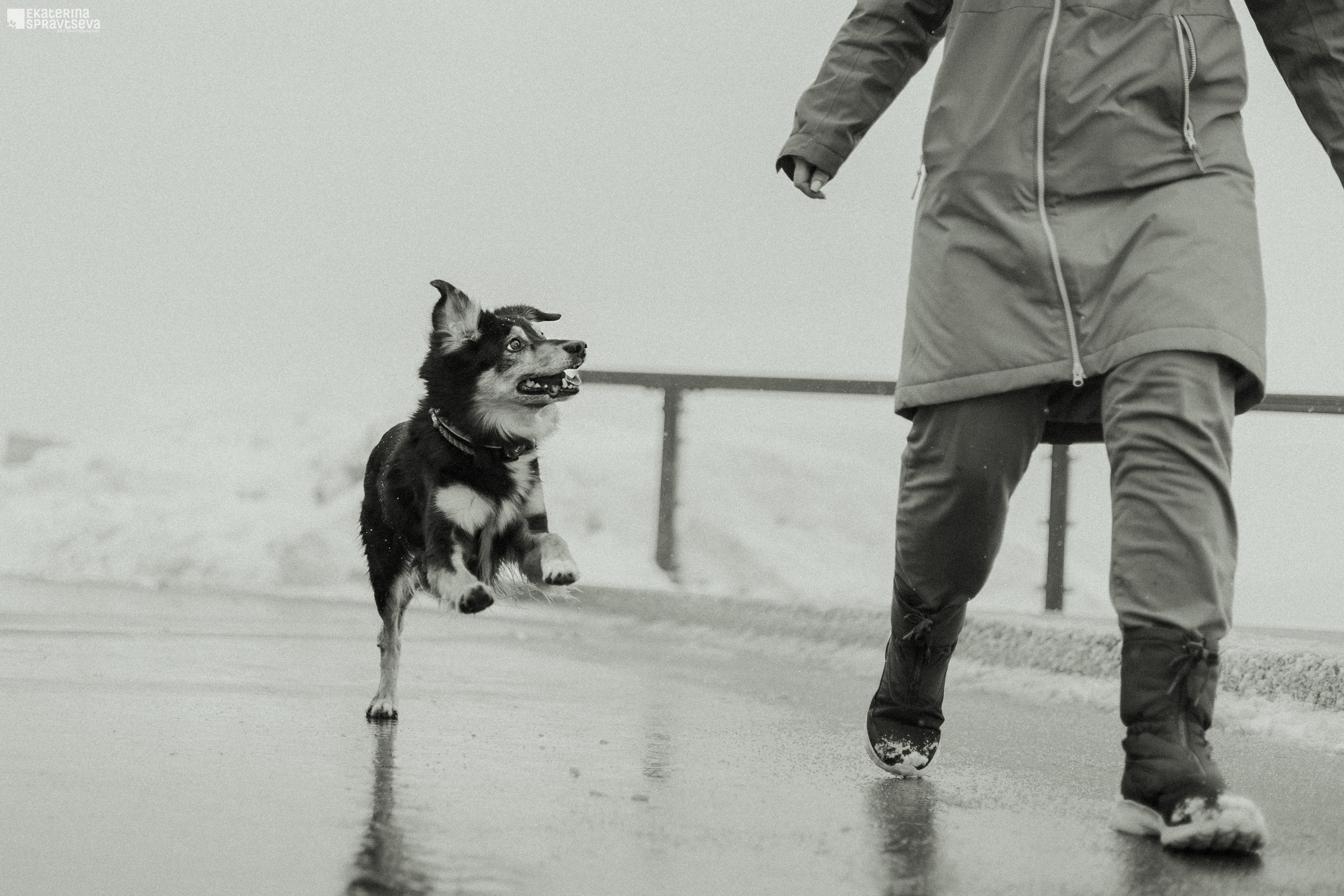 Екатерина Справцева фотограф анималист - портфолио фото. Фотограф Анималист Екатерина Справцева в Нижнем Новгороде