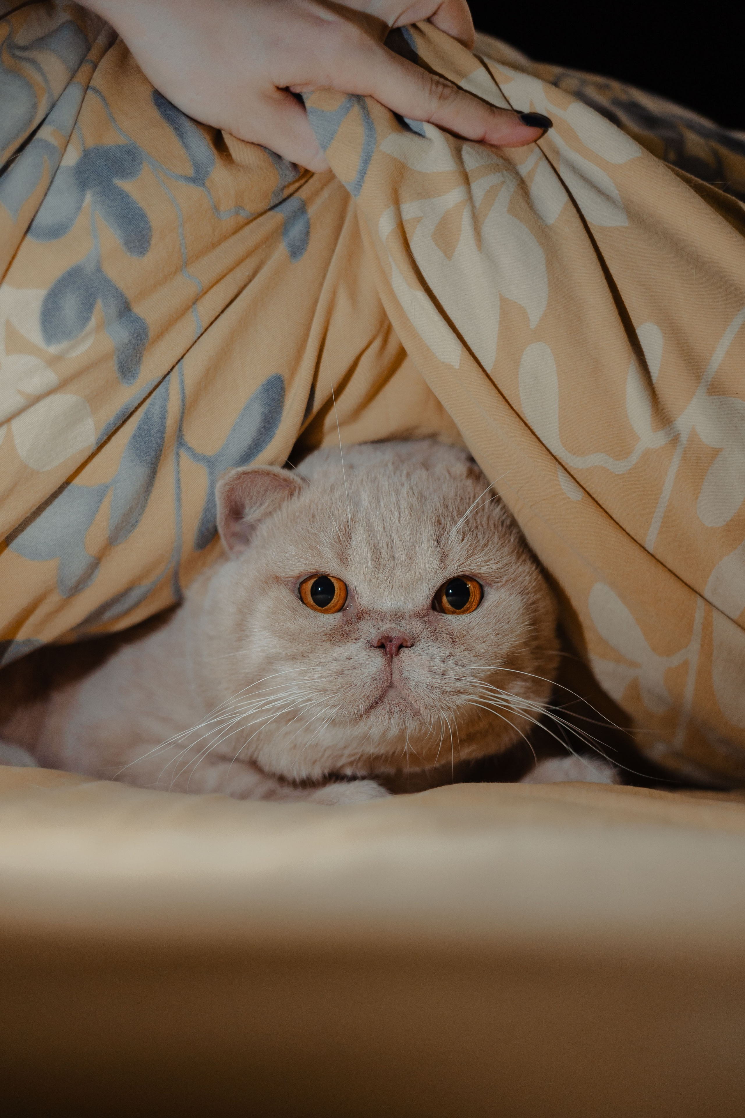 Иксик, Маффин и Надя. Фотограф Анималист Екатерина Справцева в Нижнем Новгороде
